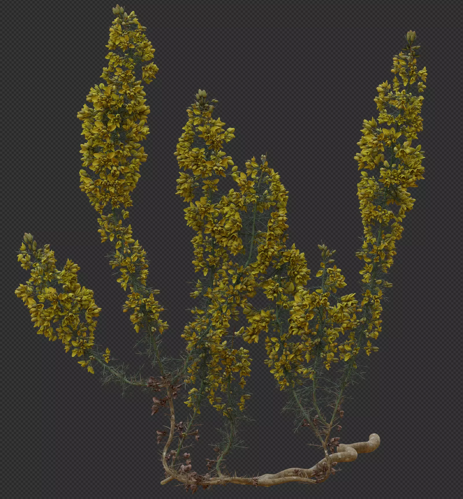 Gorse Plant 3D model_0
