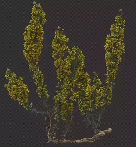 Gorse Plant 3D model