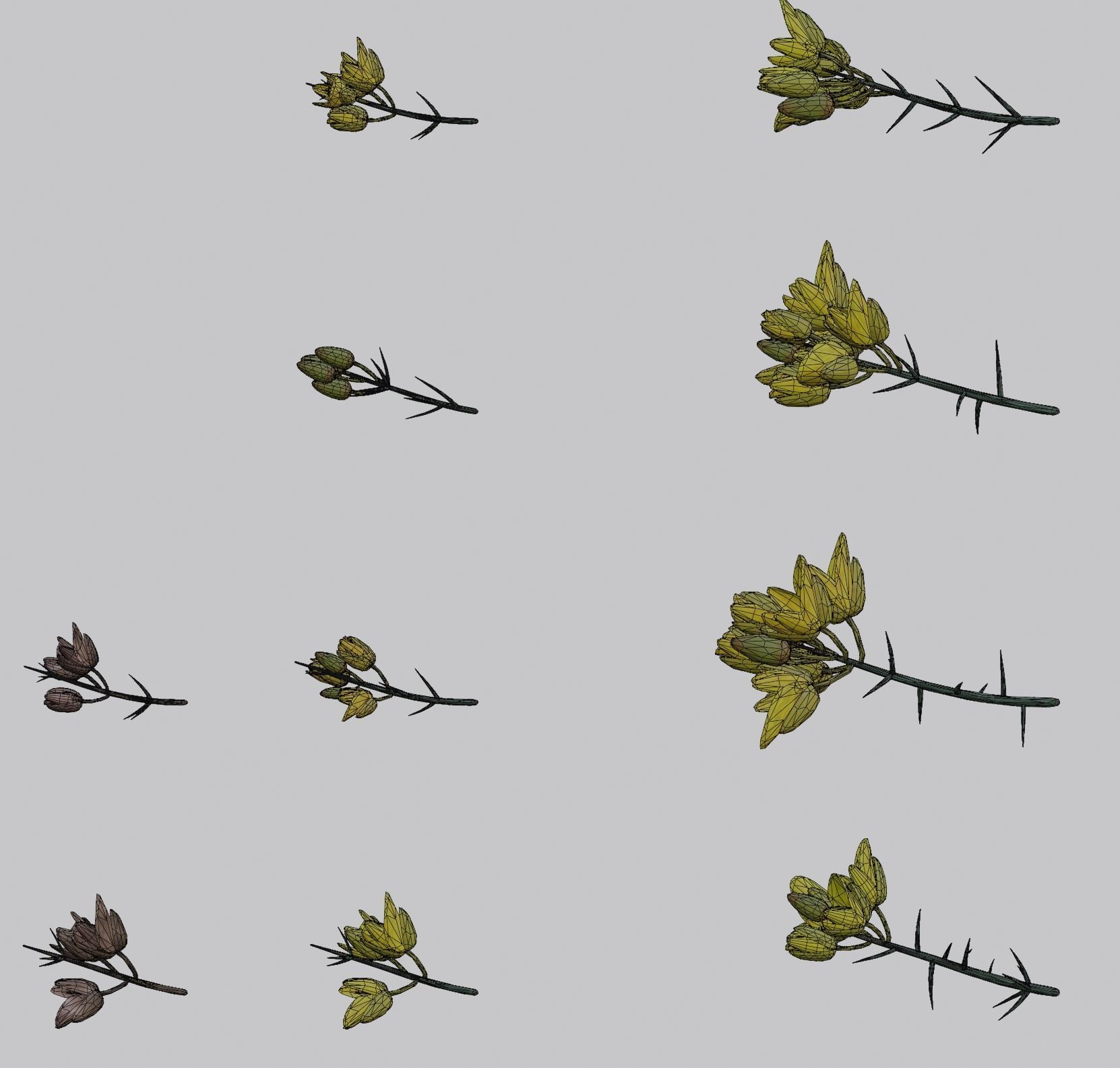 Gorse Plant 3D model_7