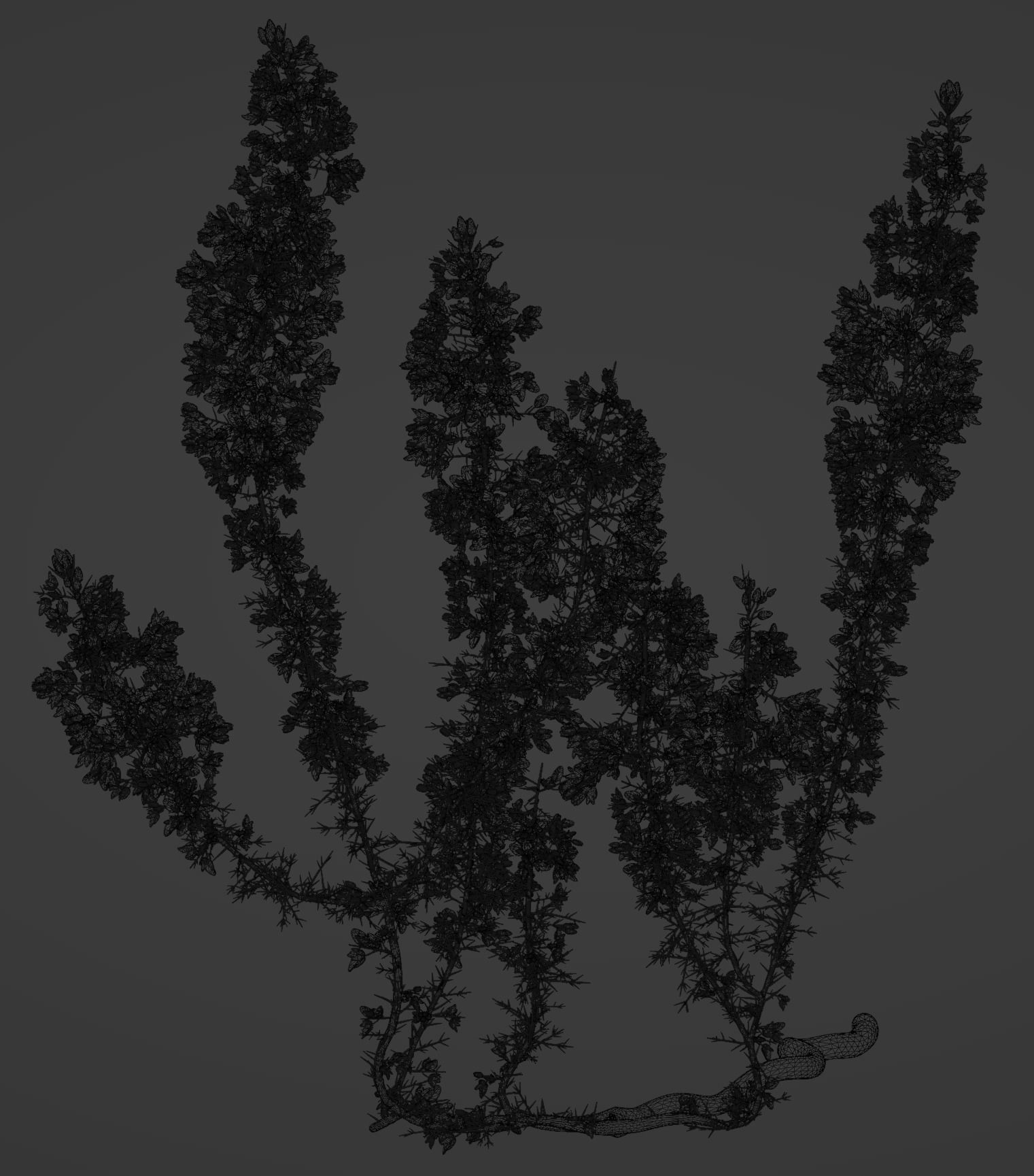 Gorse Plant 3D model_2