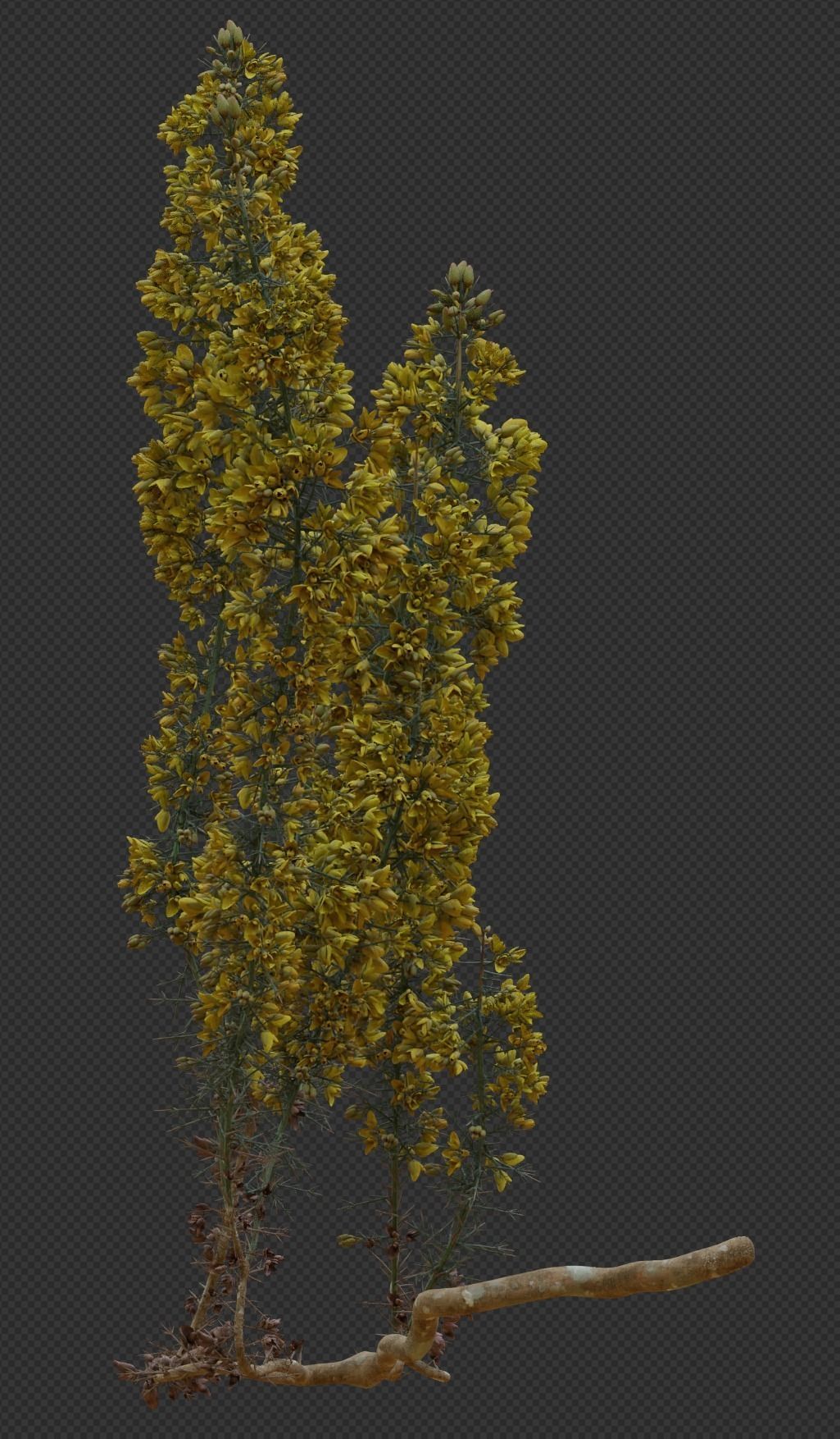Gorse Plant 3D model_1
