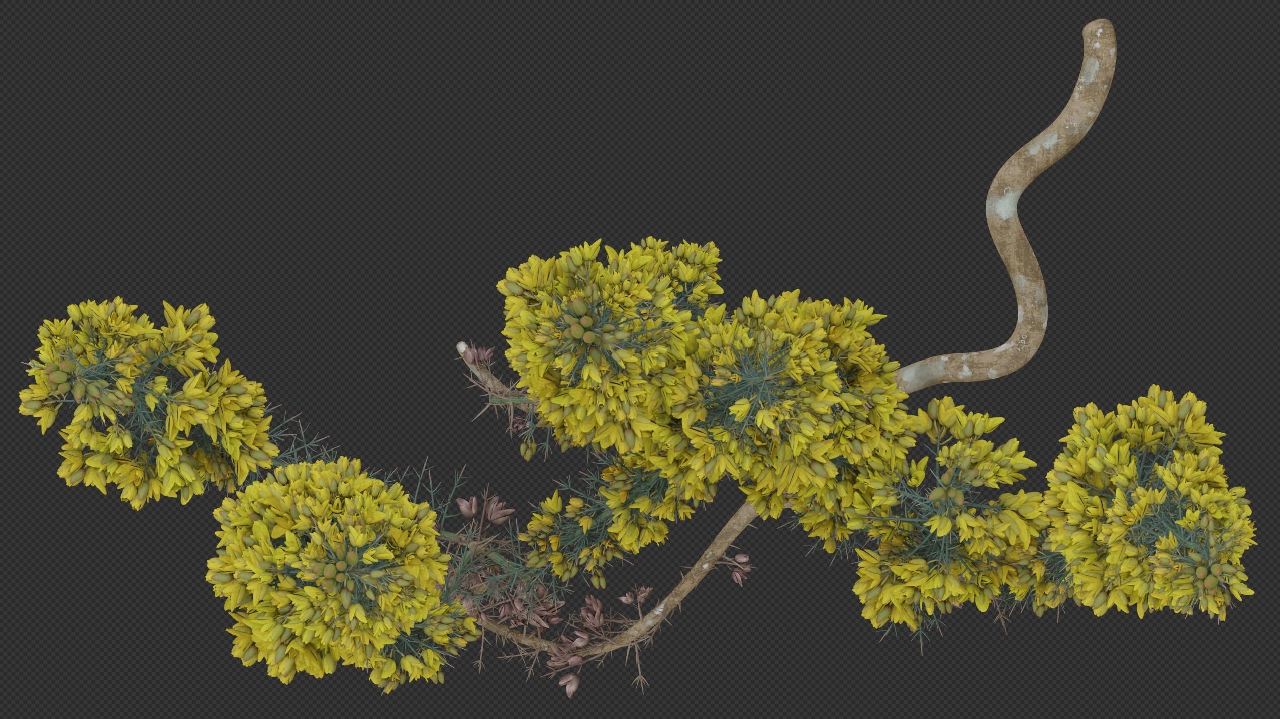 Gorse Plant 3D model_3