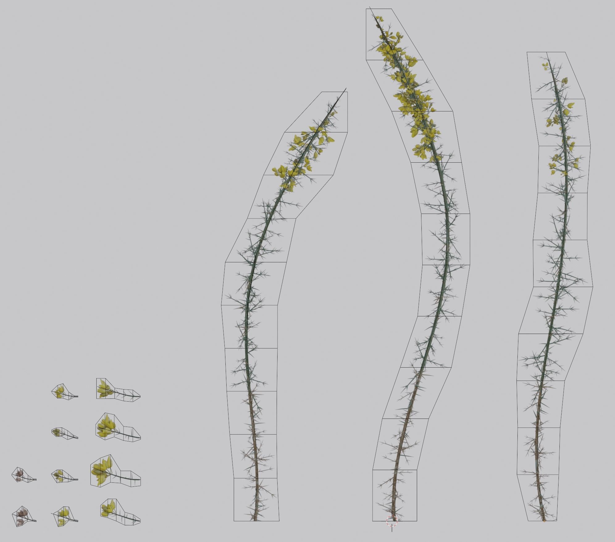 Gorse Plant 3D model_6