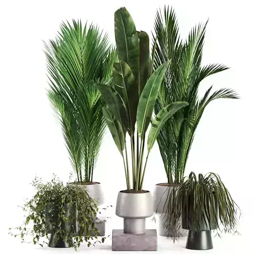  Indoor Plant set 35