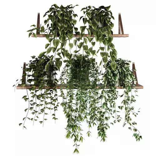  Indoor shelf plants set39