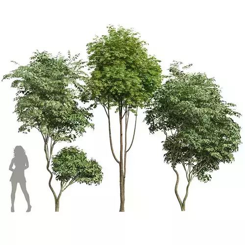 Japanese Cherry Leaf and Ash Tree