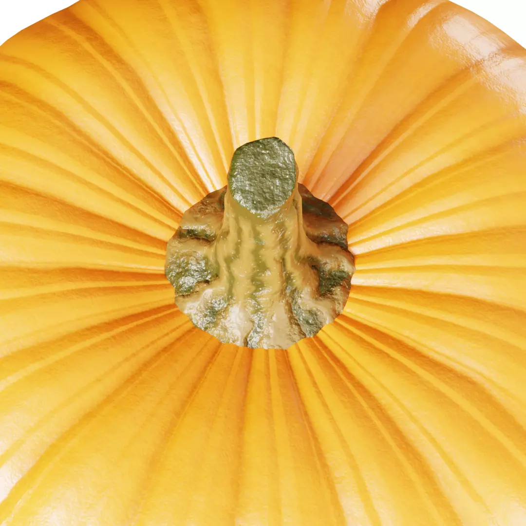 pumpkin 3d model Free 3D model_0