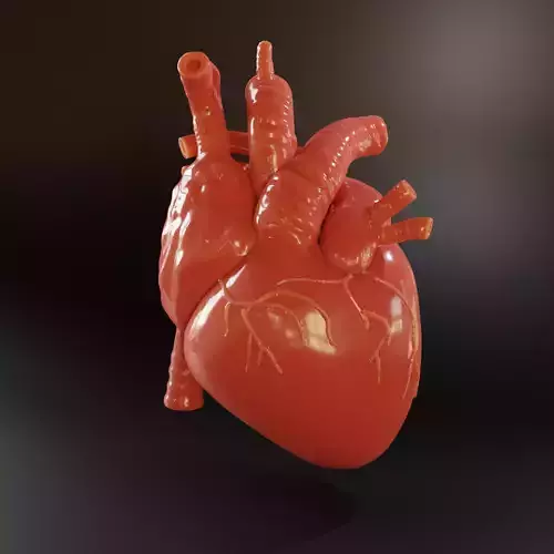HUMAN HEART 3D print model