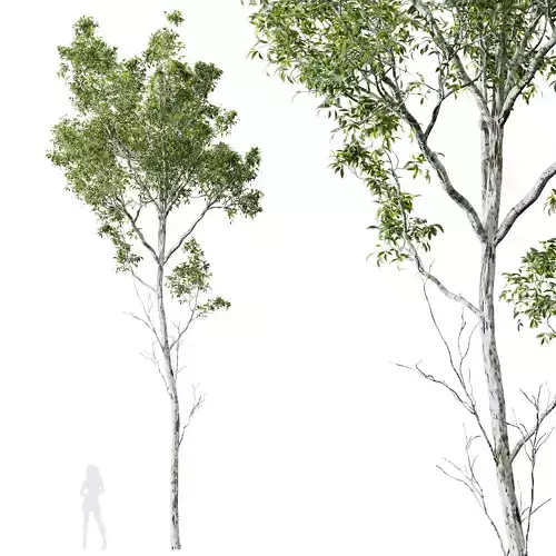 Plants Castanea Sativa02