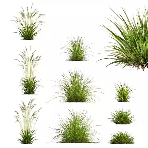 Molinia Caerulea Heidebraut Kleines Pfeifengras Version12