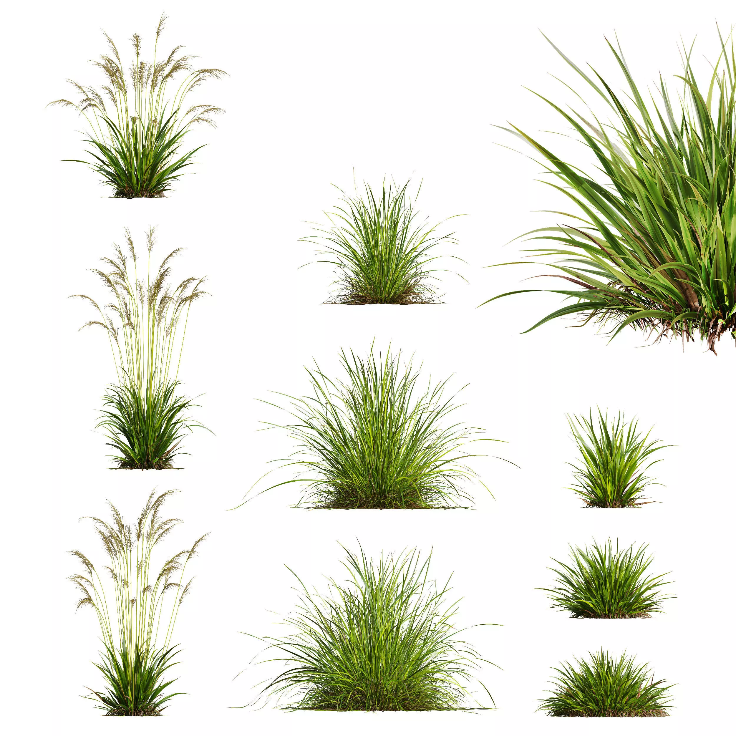 Molinia Caerulea Heidebraut Kleines Pfeifengras Version12 3D model_0