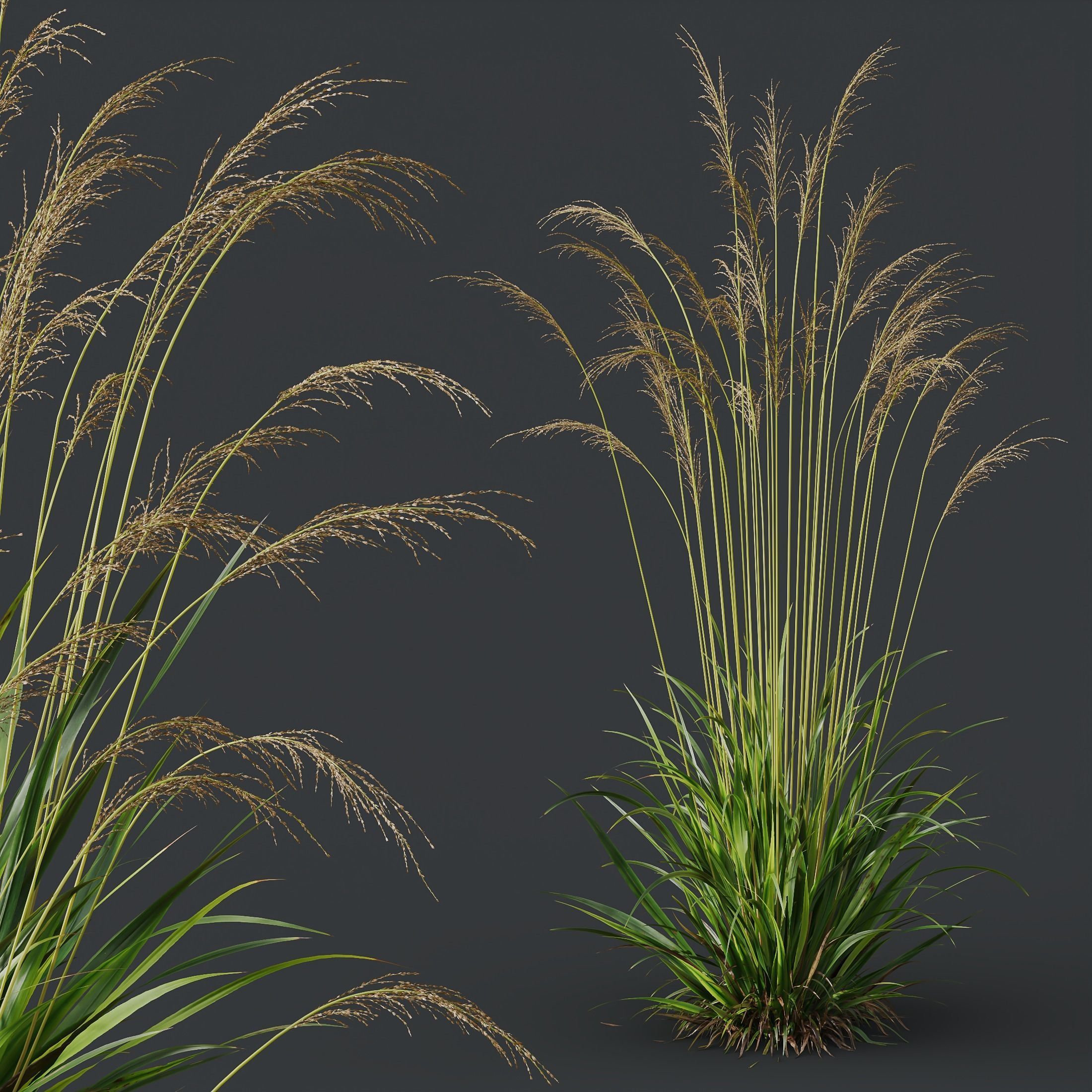 Molinia Caerulea Heidebraut Kleines Pfeifengras Version12 3D model_2