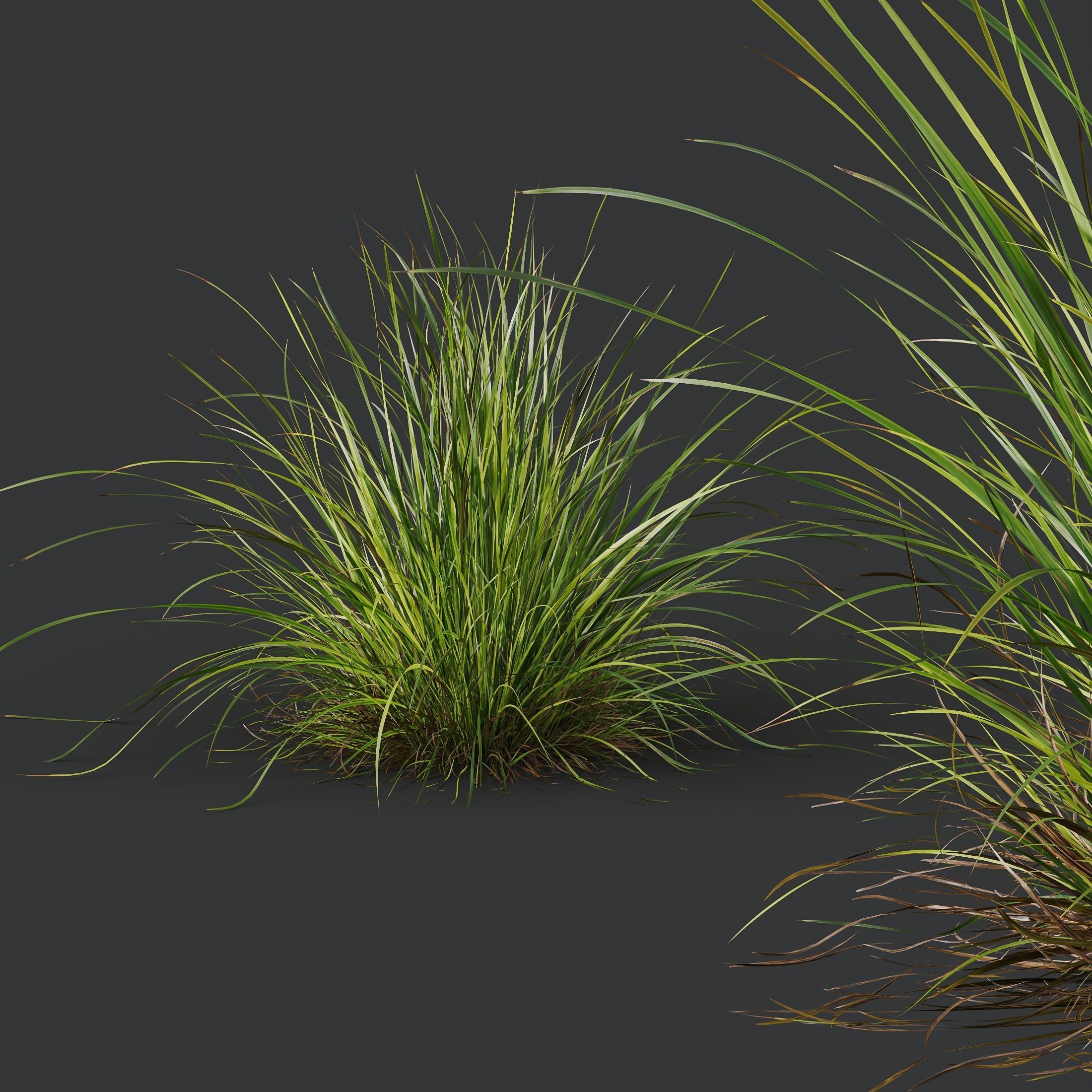 Molinia Caerulea Heidebraut Kleines Pfeifengras Version12 3D model_3