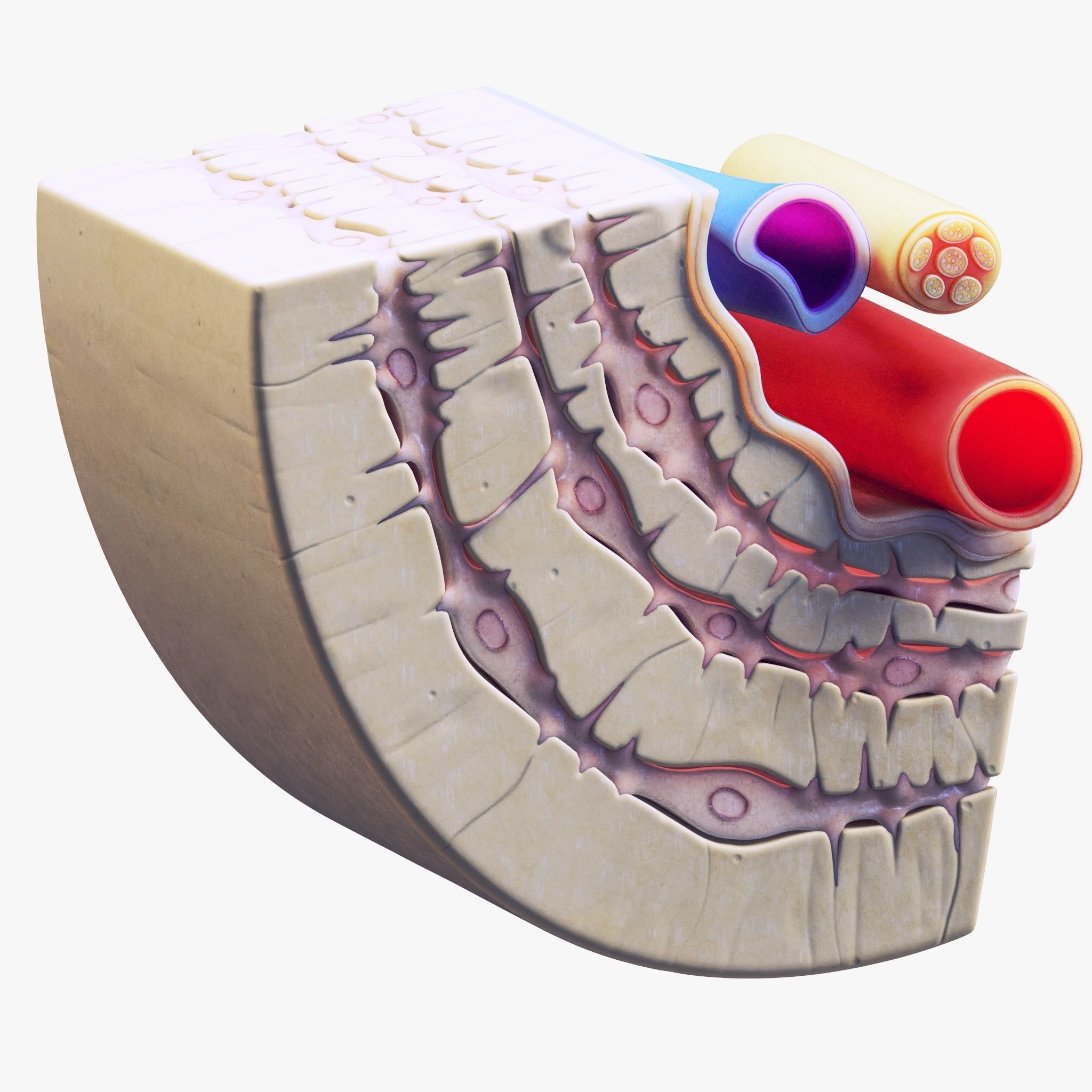Osteocyte in compact bone Osteon 3D model_2