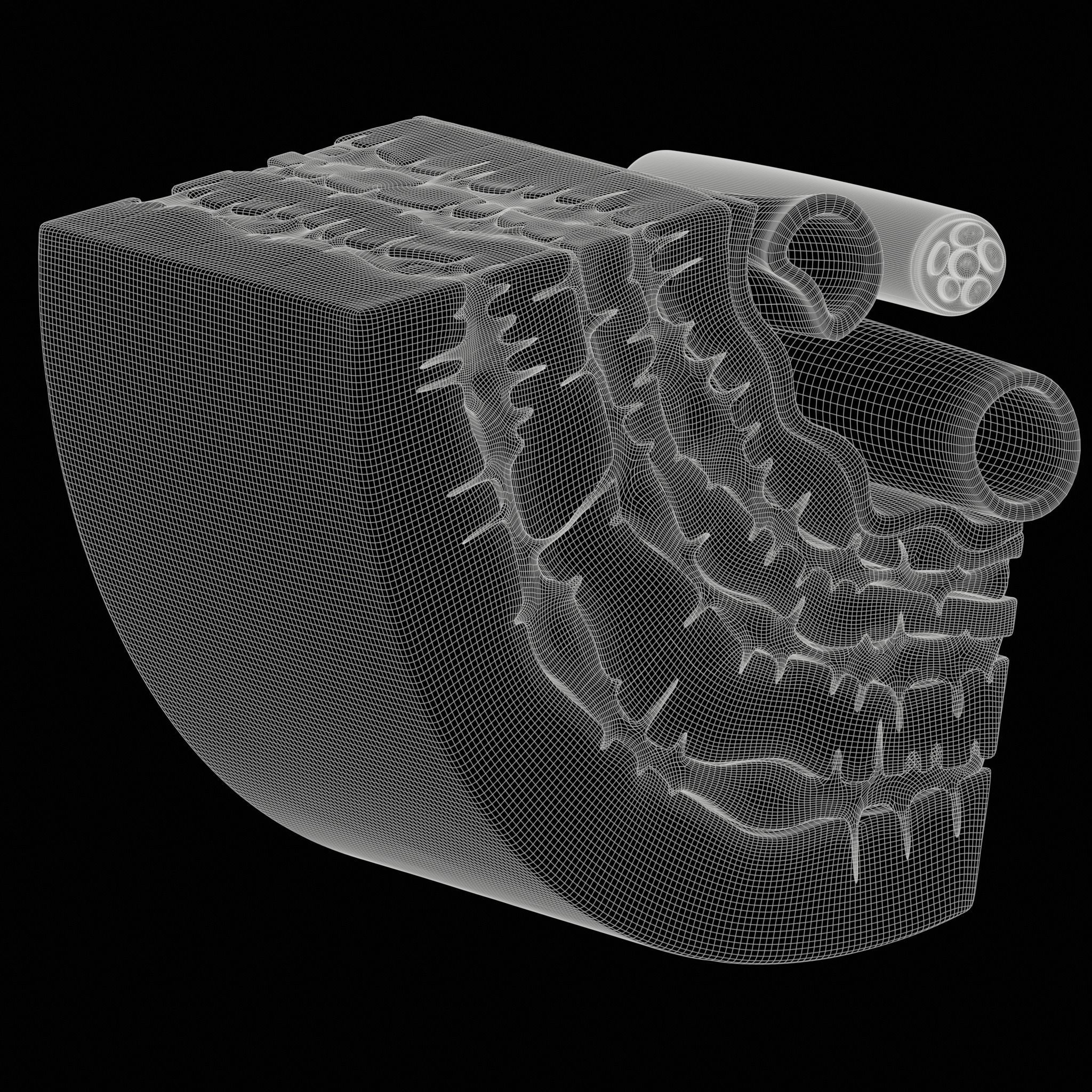 Osteocyte in compact bone Osteon 3D model_7