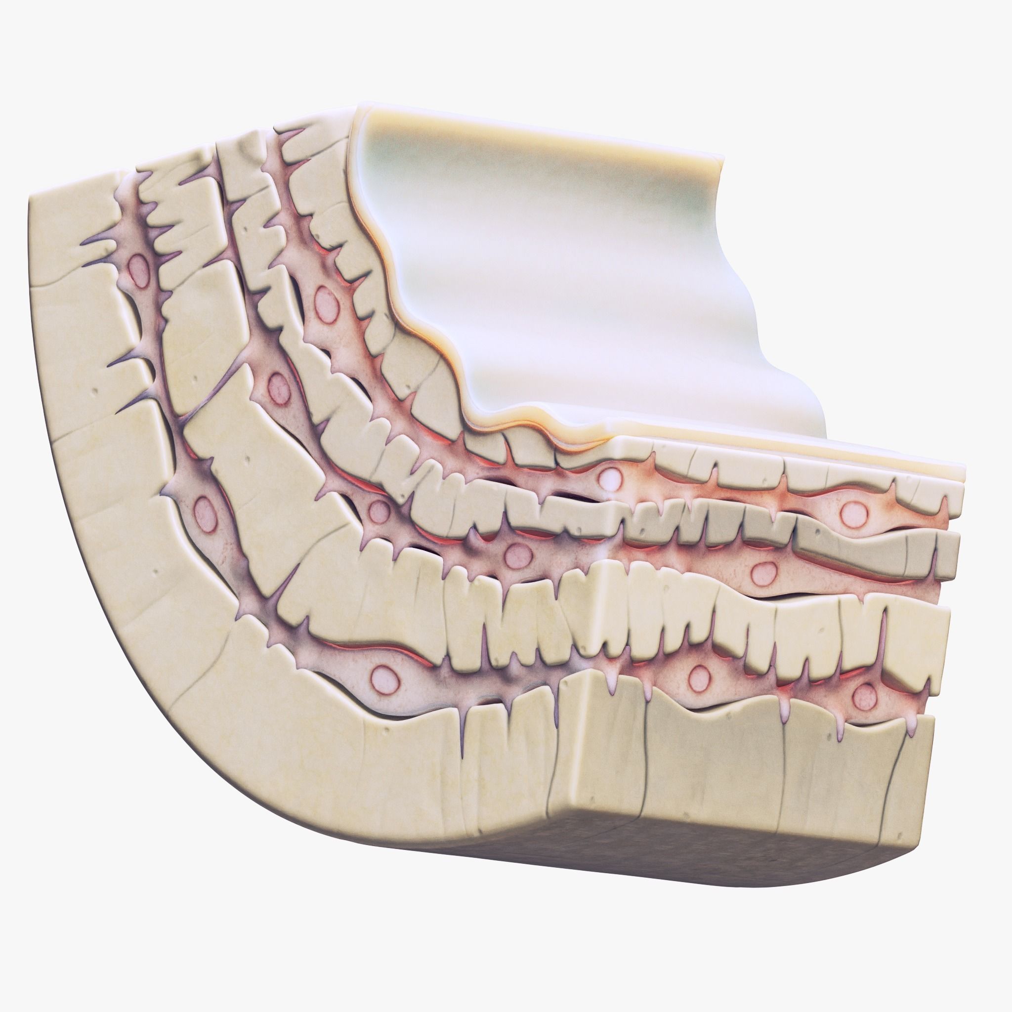Osteocyte in compact bone Osteon 3D model_1