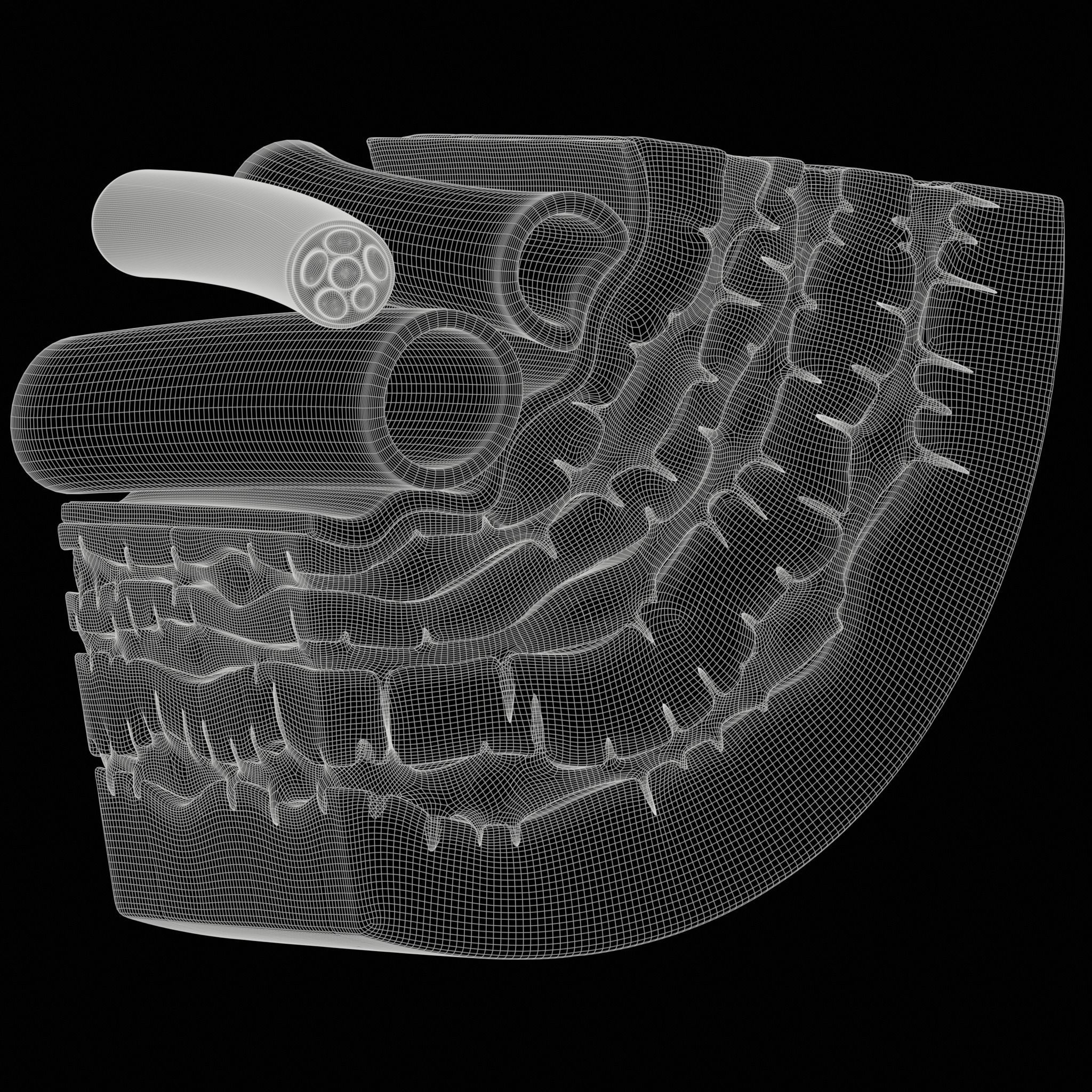 Osteocyte in compact bone Osteon 3D model_6