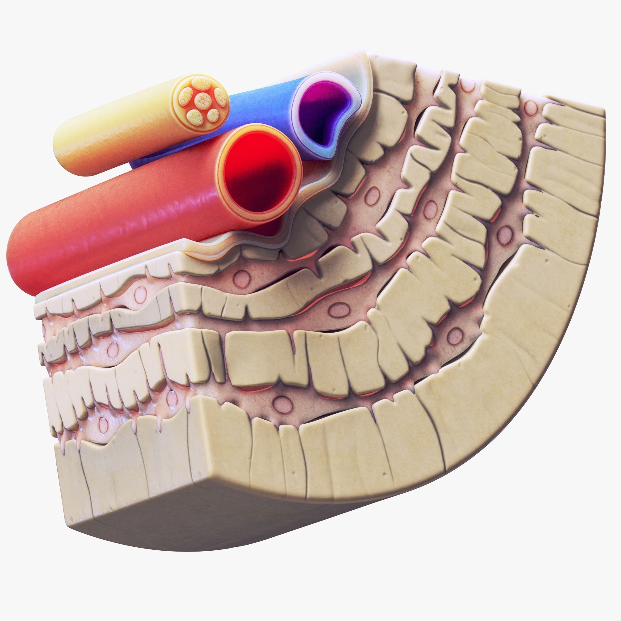 Osteocyte in compact bone Osteon 3D model_3