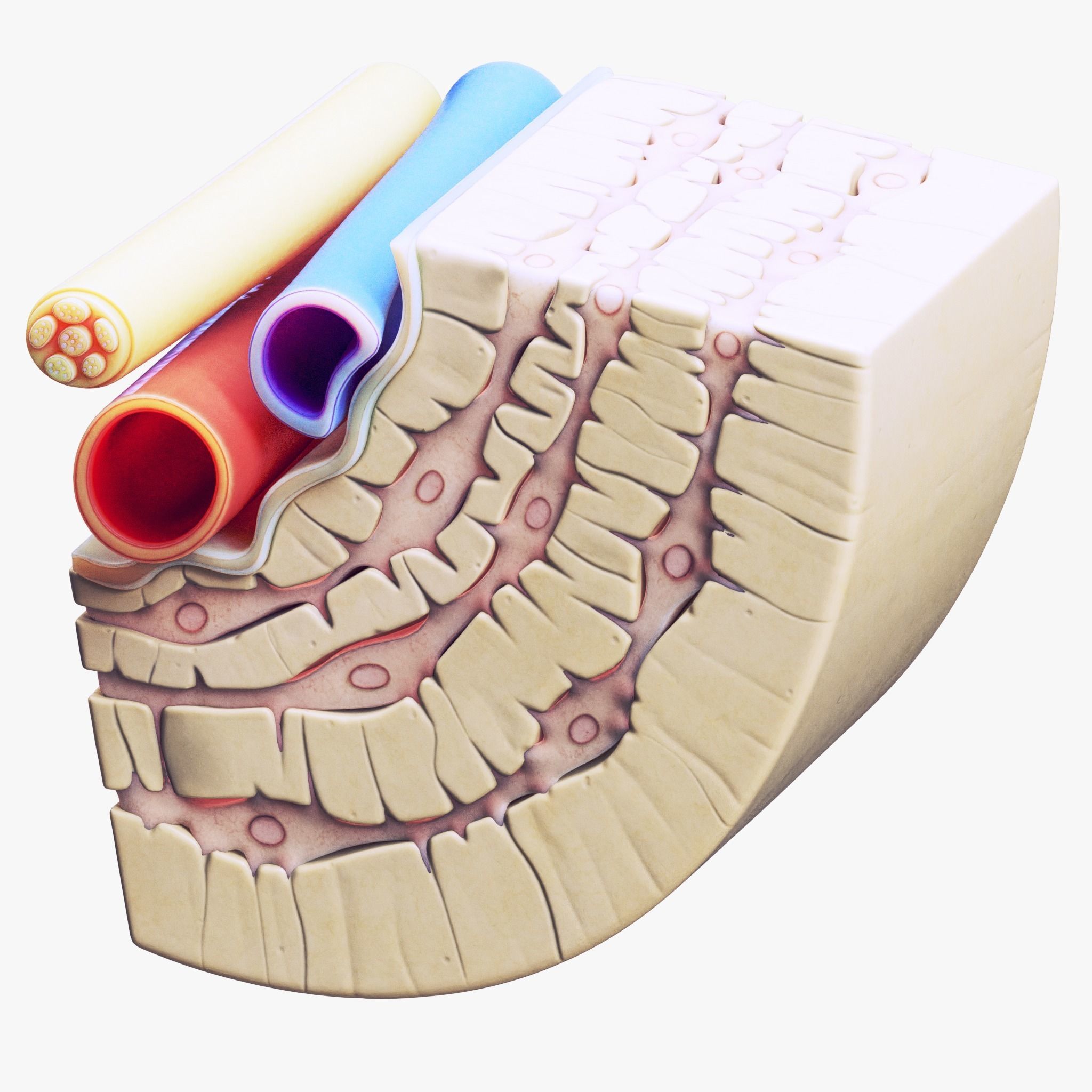 Osteocyte in compact bone Osteon 3D model_5