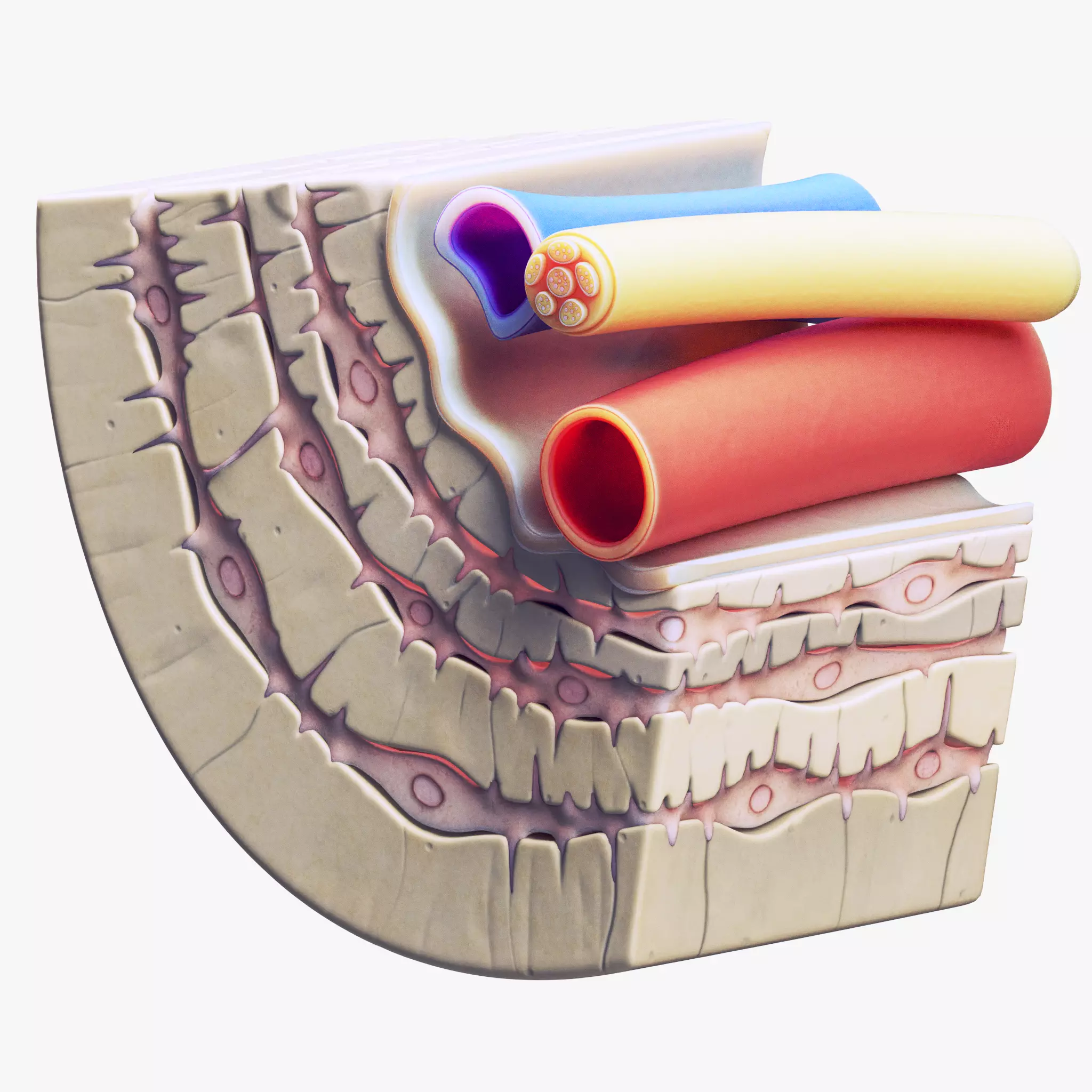 Osteocyte in compact bone Osteon 3D model_0
