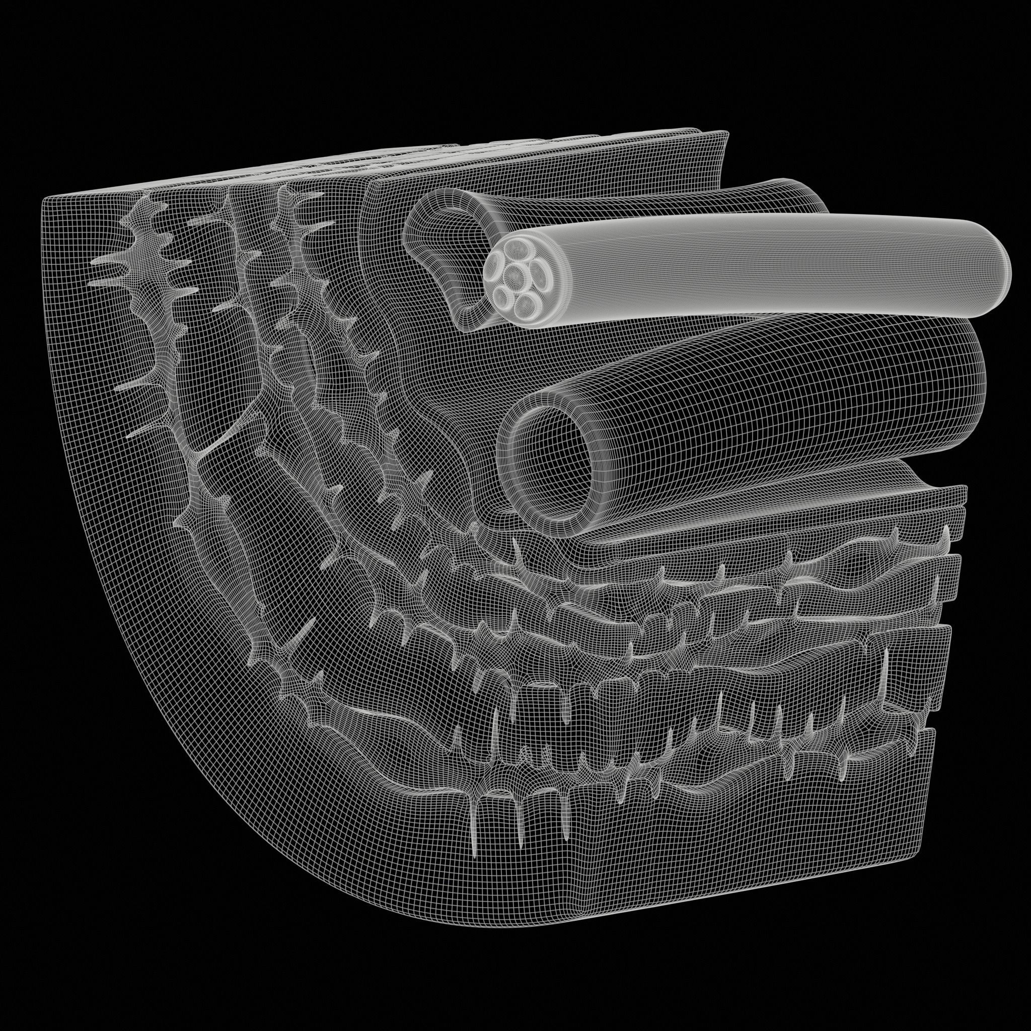 Osteocyte in compact bone Osteon 3D model_8