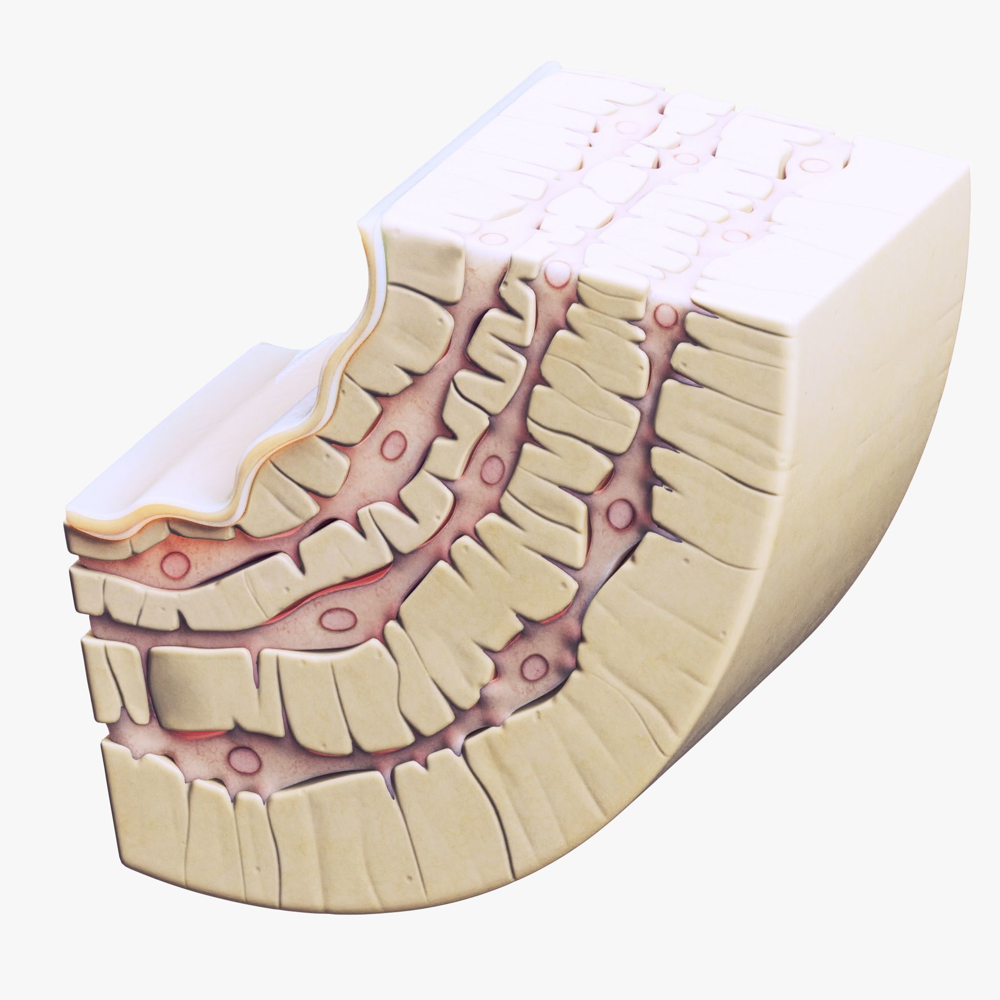 Osteocyte in compact bone Osteon 3D model_4