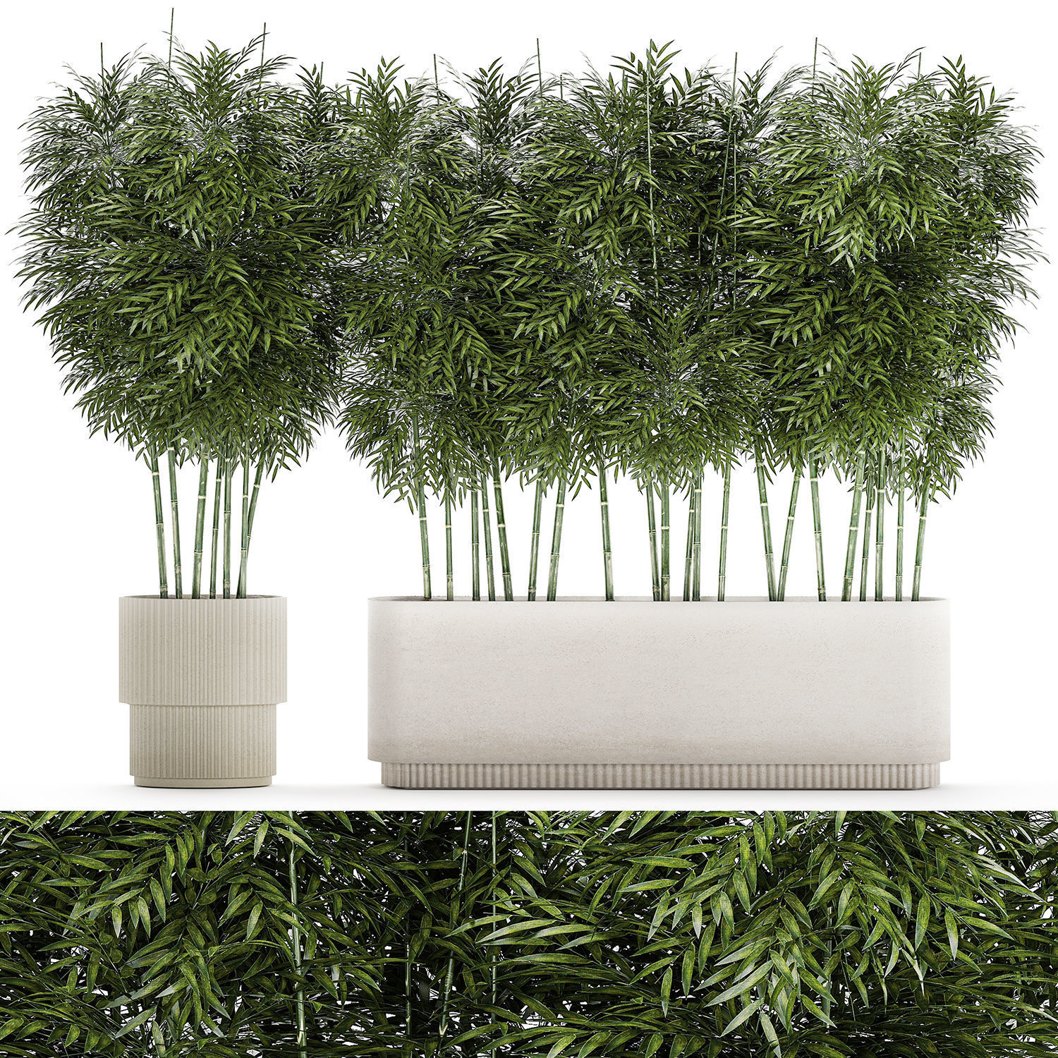 Beautiful plant bush Bamboo in pots 1354 3D model_8
