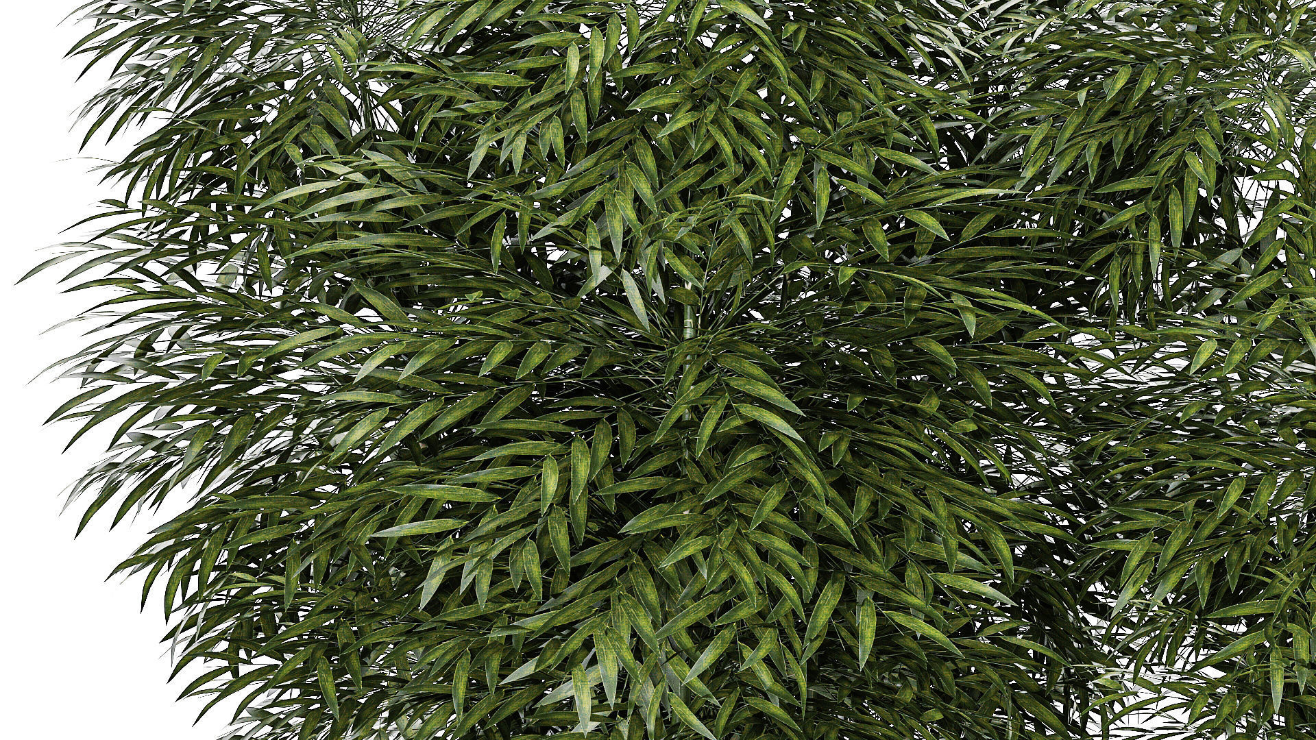 Beautiful plant bush Bamboo in pots 1354 3D model_5