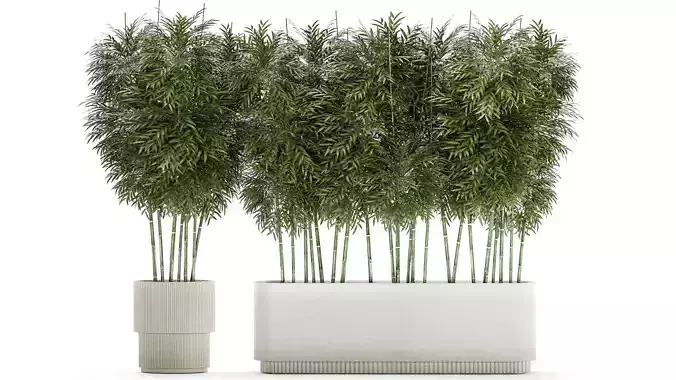 Beautiful plant bush Bamboo in pots 1354 3D model