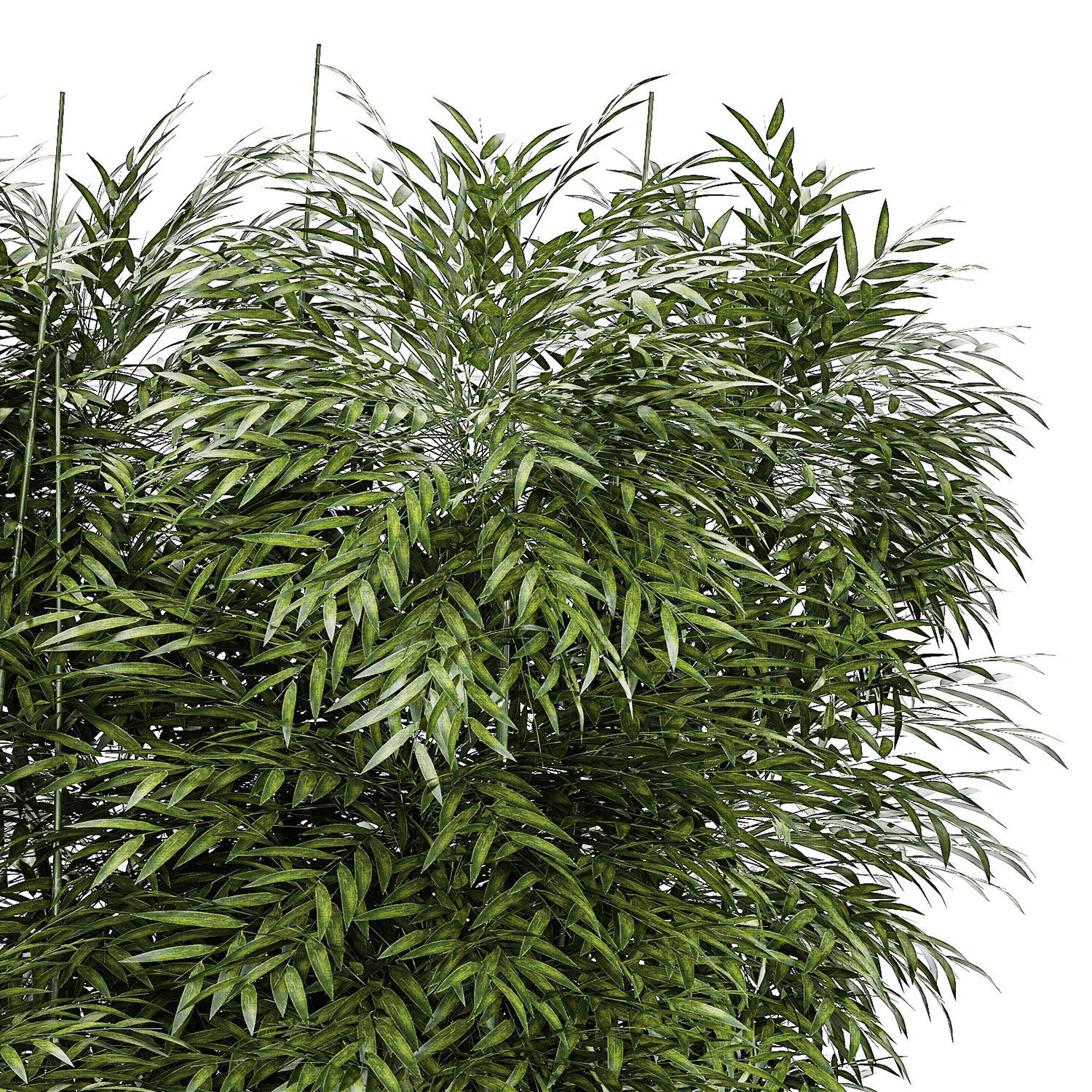 Beautiful plant bush Bamboo in pots 1354 3D model_14