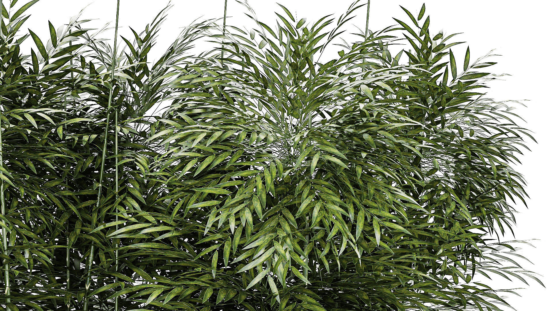 Beautiful plant bush Bamboo in pots 1354 3D model_6