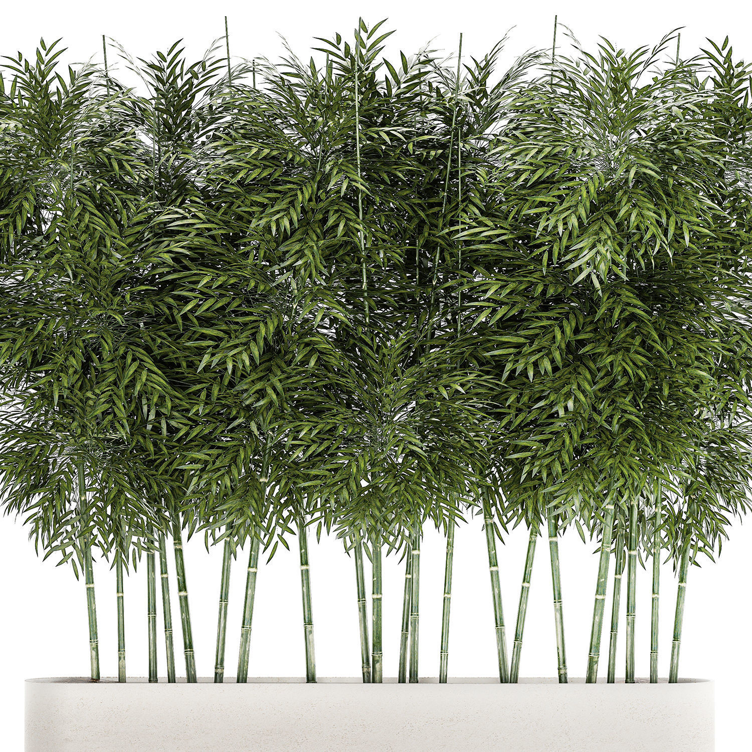 Beautiful plant bush Bamboo in pots 1354 3D model_10