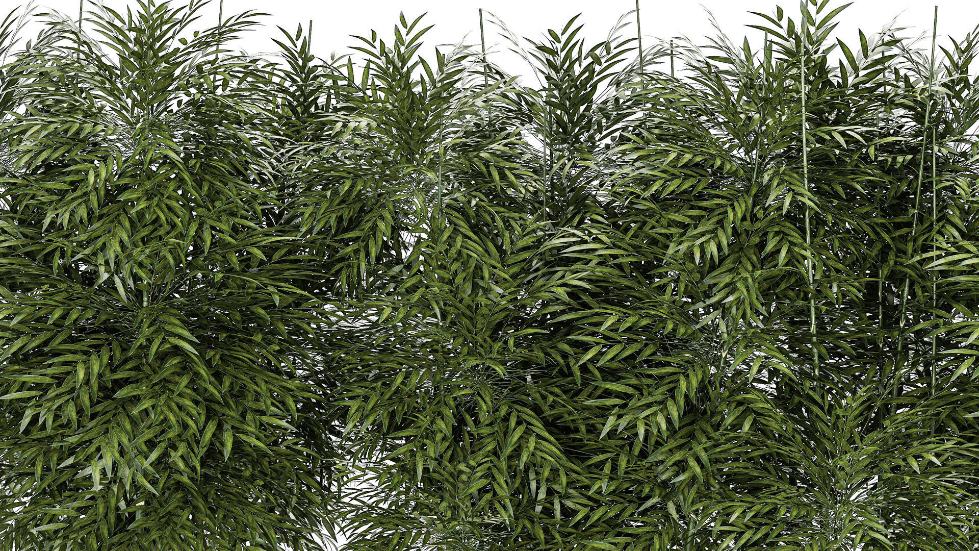 Beautiful plant bush Bamboo in pots 1354 3D model_3