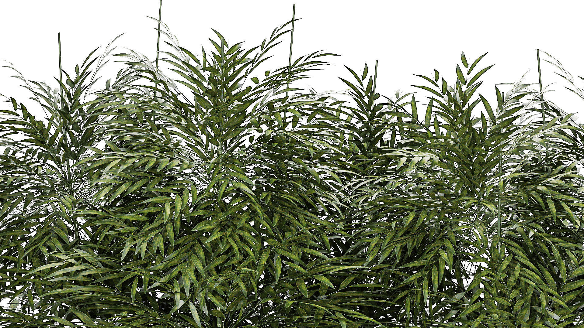 Beautiful plant bush Bamboo in pots 1354 3D model_7