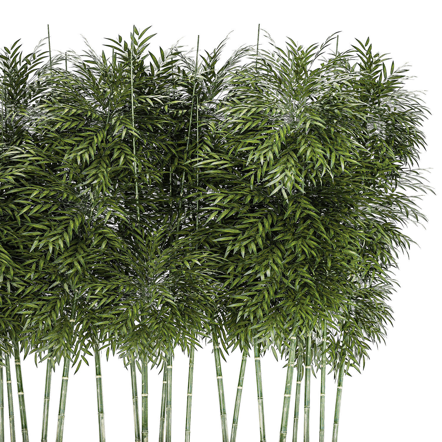 Beautiful plant bush Bamboo in pots 1354 3D model_13