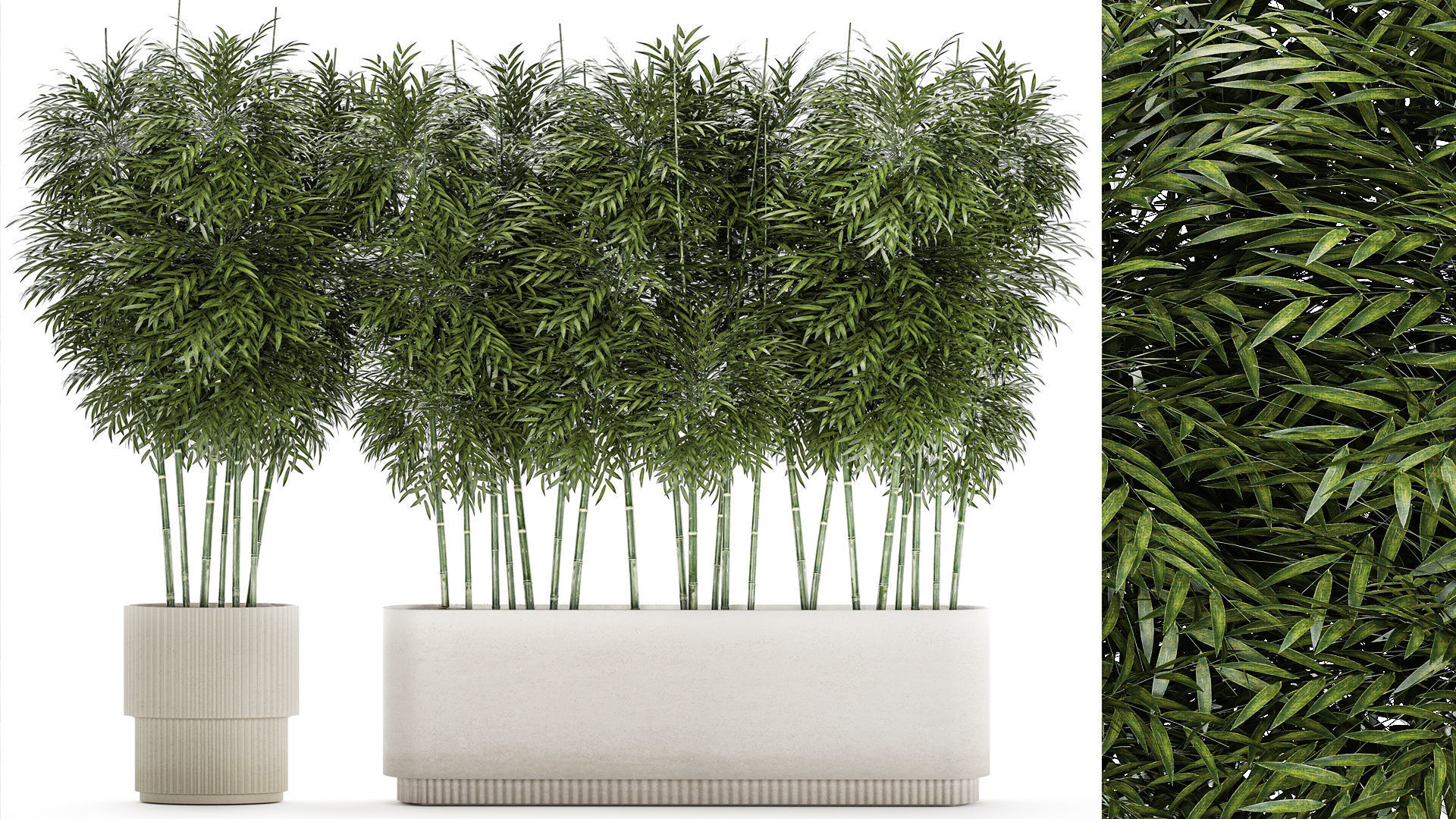 Beautiful plant bush Bamboo in pots 1354 3D model_1