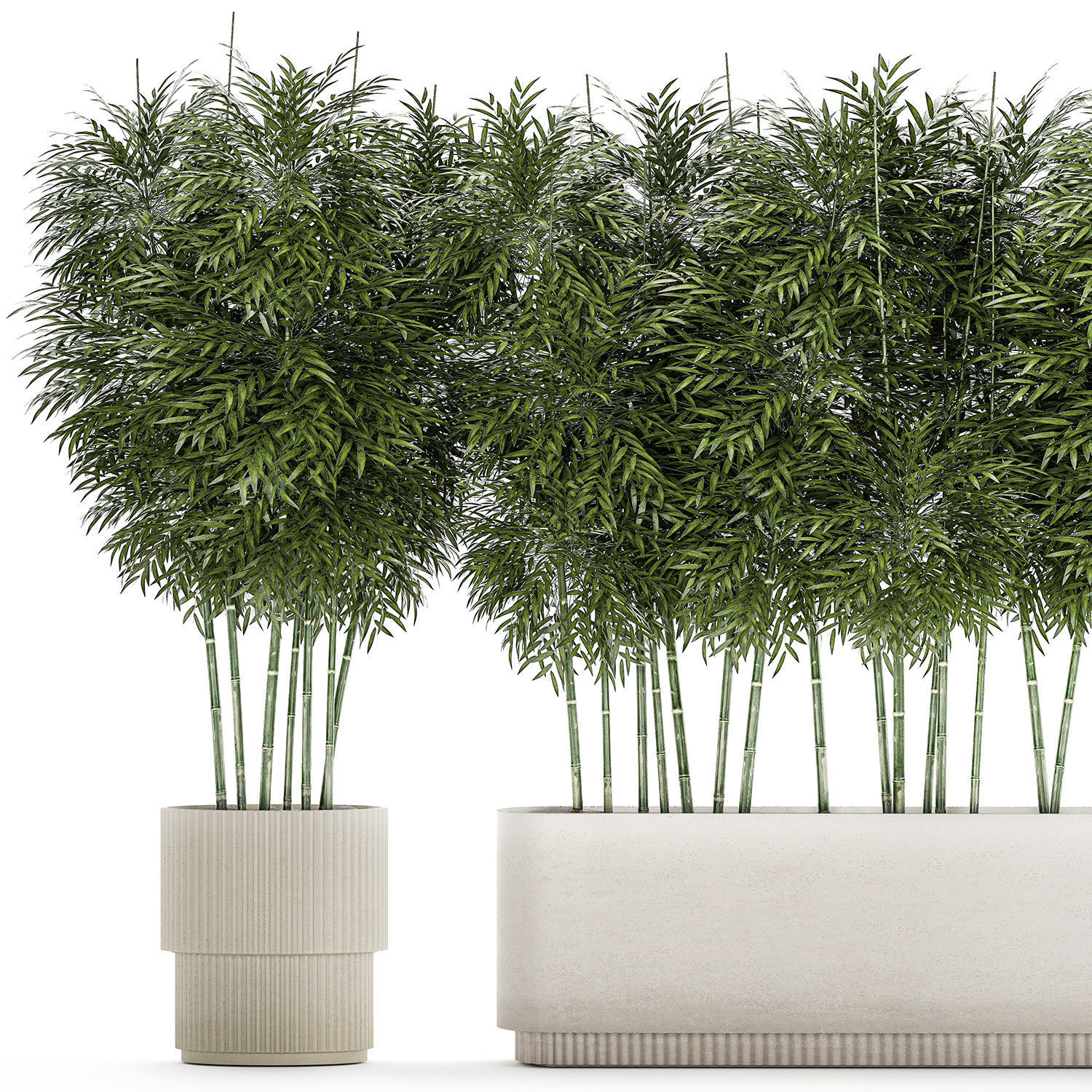 Beautiful plant bush Bamboo in pots 1354 3D model_11