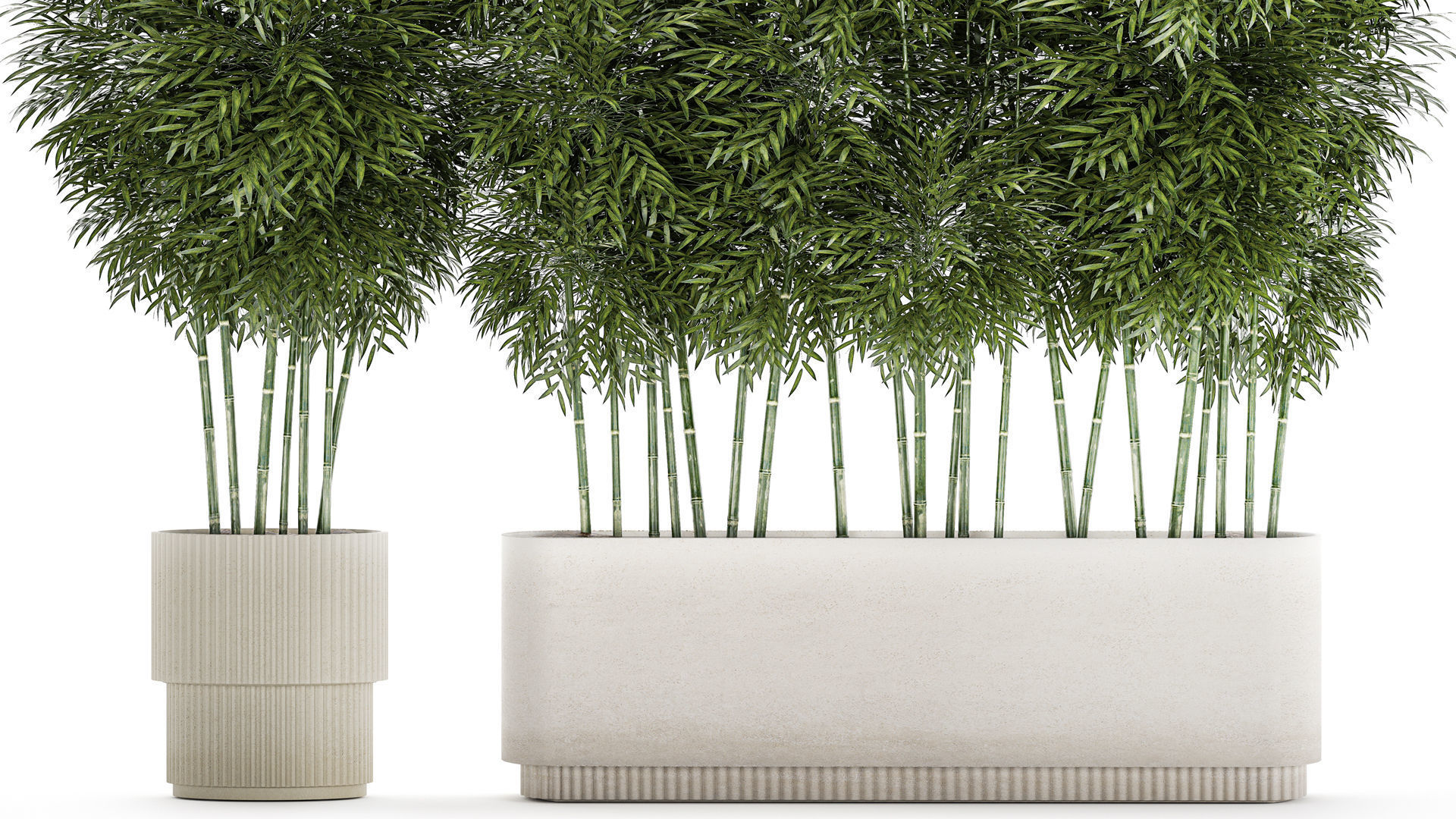 Beautiful plant bush Bamboo in pots 1354 3D model_2