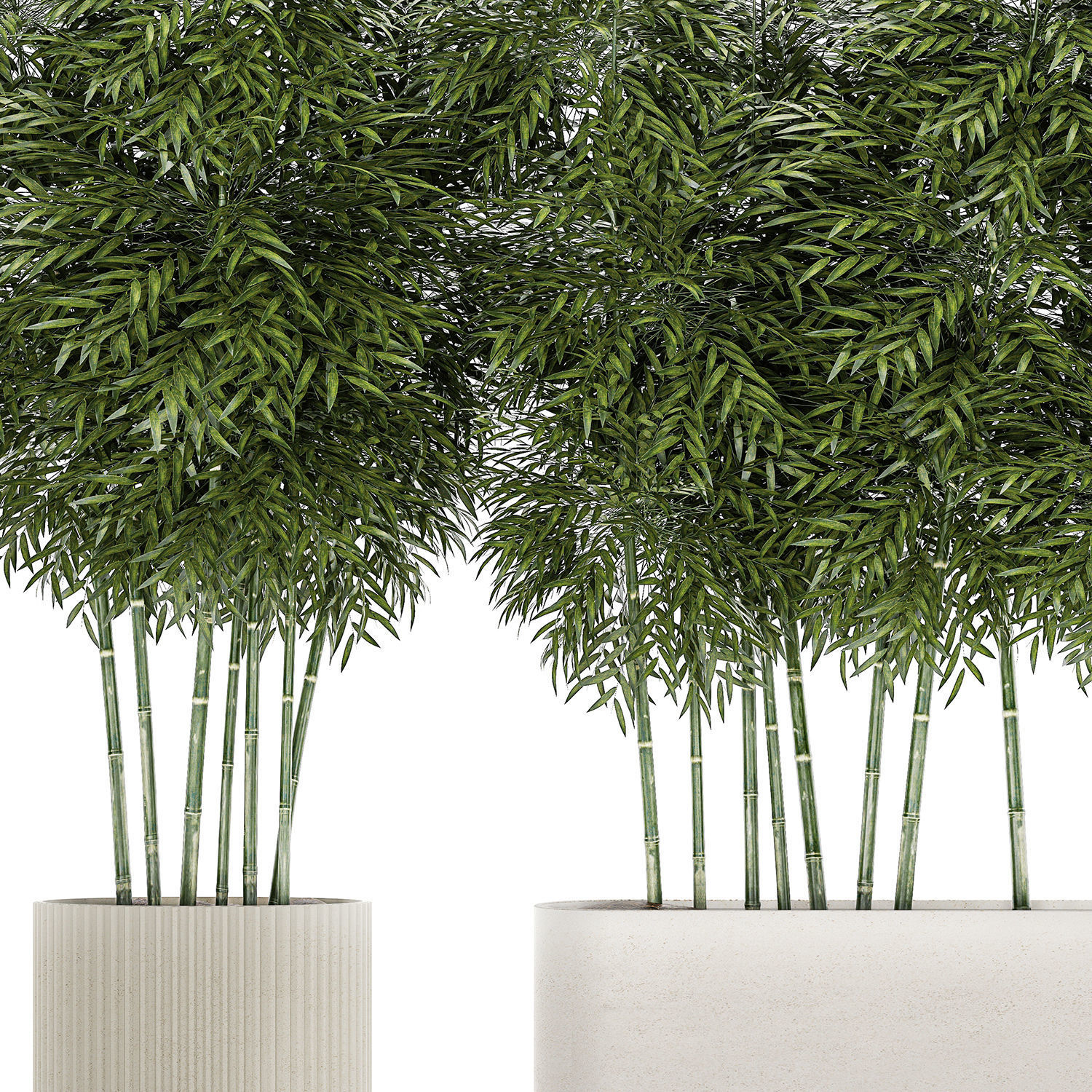 Beautiful plant bush Bamboo in pots 1354 3D model_12