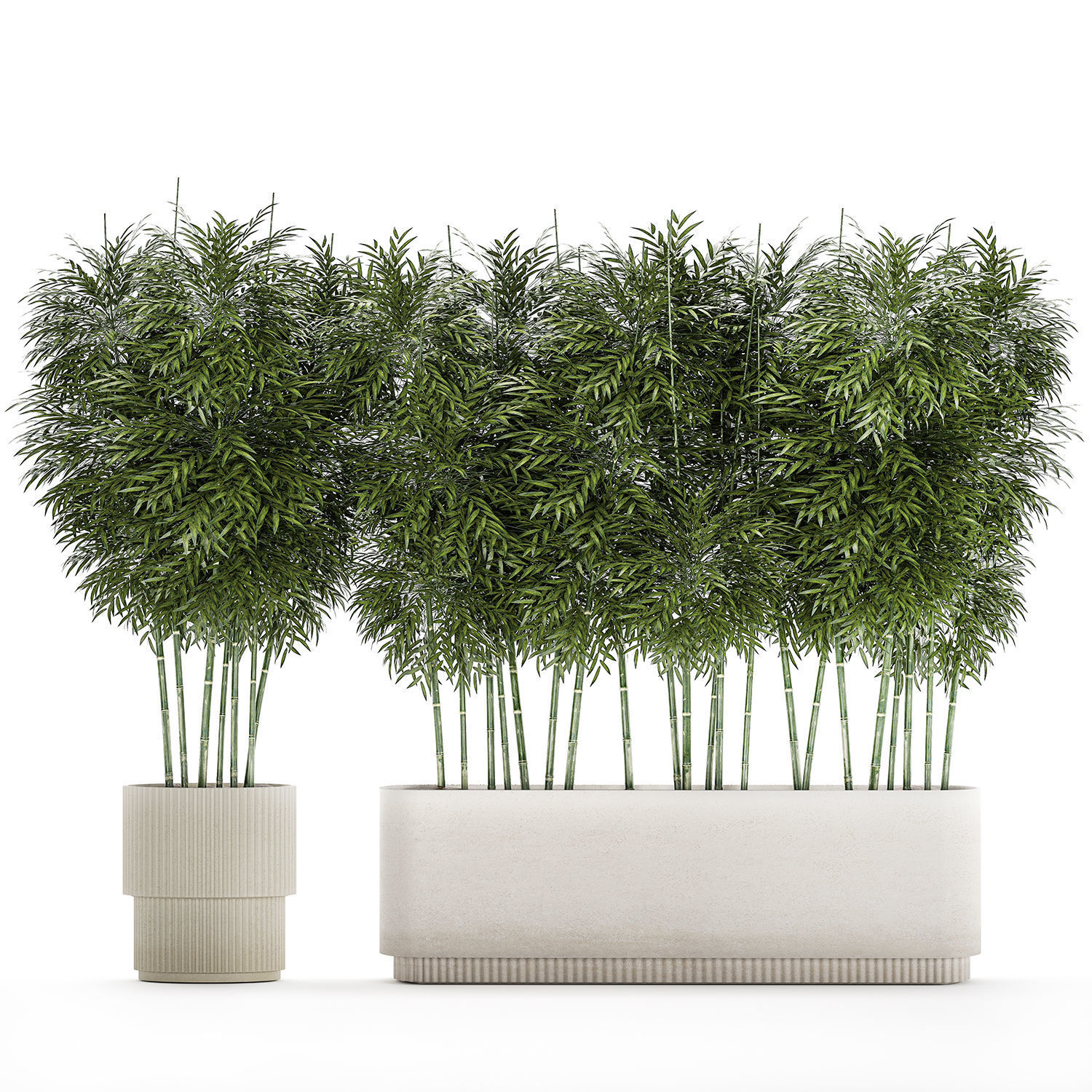 Beautiful plant bush Bamboo in pots 1354 3D model_9