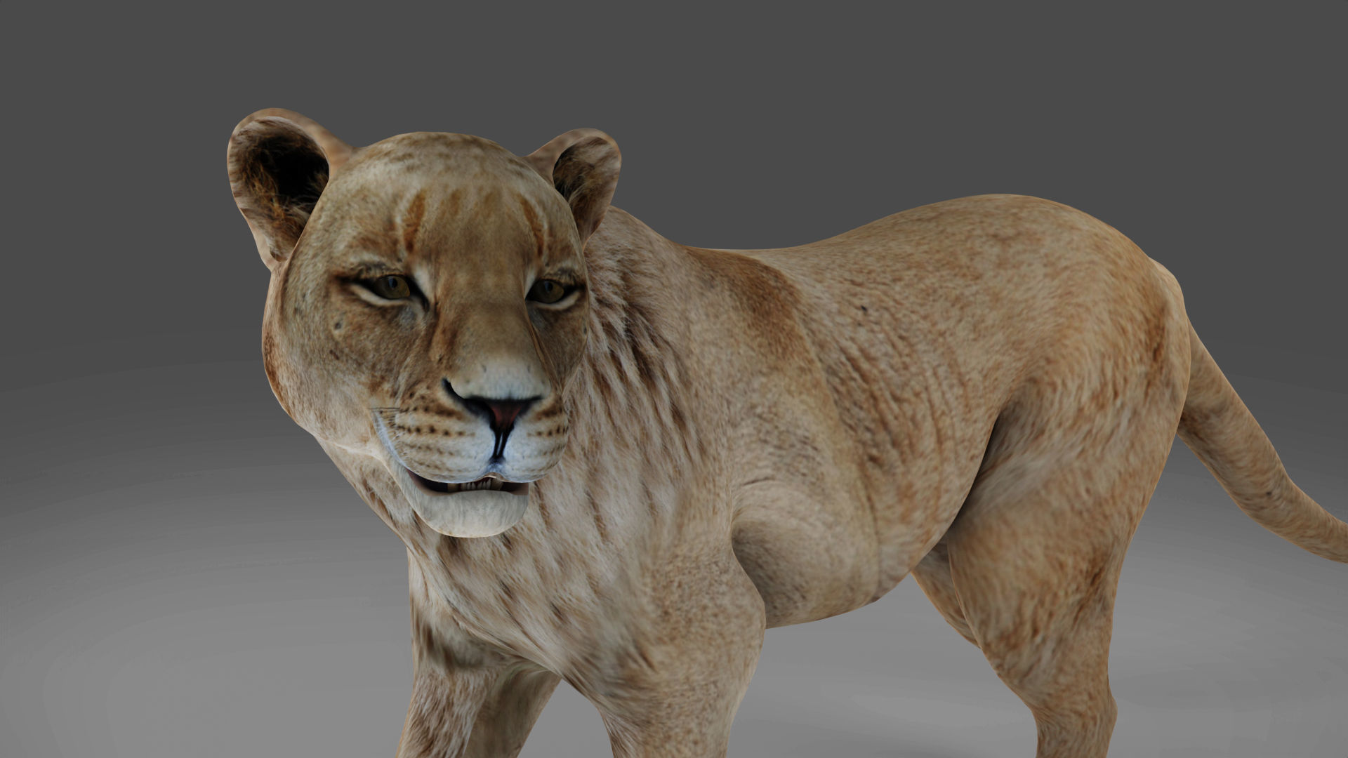 Lioness Rigged and Animation in Blender Unity Low-poly 3D model_7