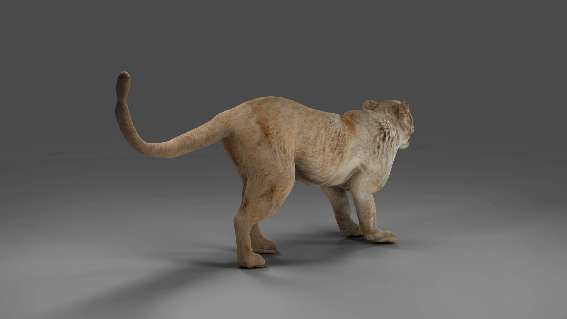 Lioness Rigged and Animation in Blender Unity Low-poly 3D model_5