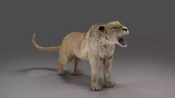Lioness Rigged and Animation in Blender Unity Low-poly 3D model