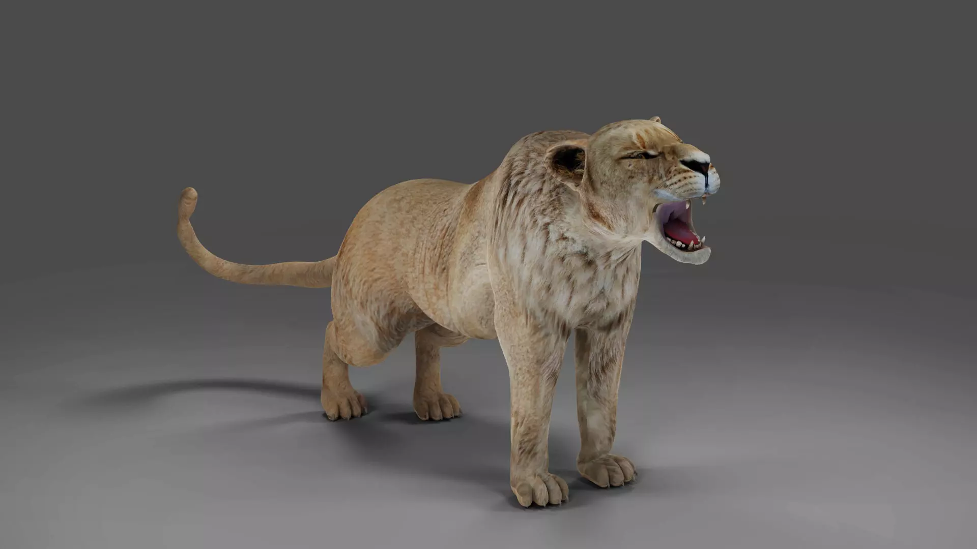 Lioness Rigged and Animation in Blender Unity Low-poly 3D model_0