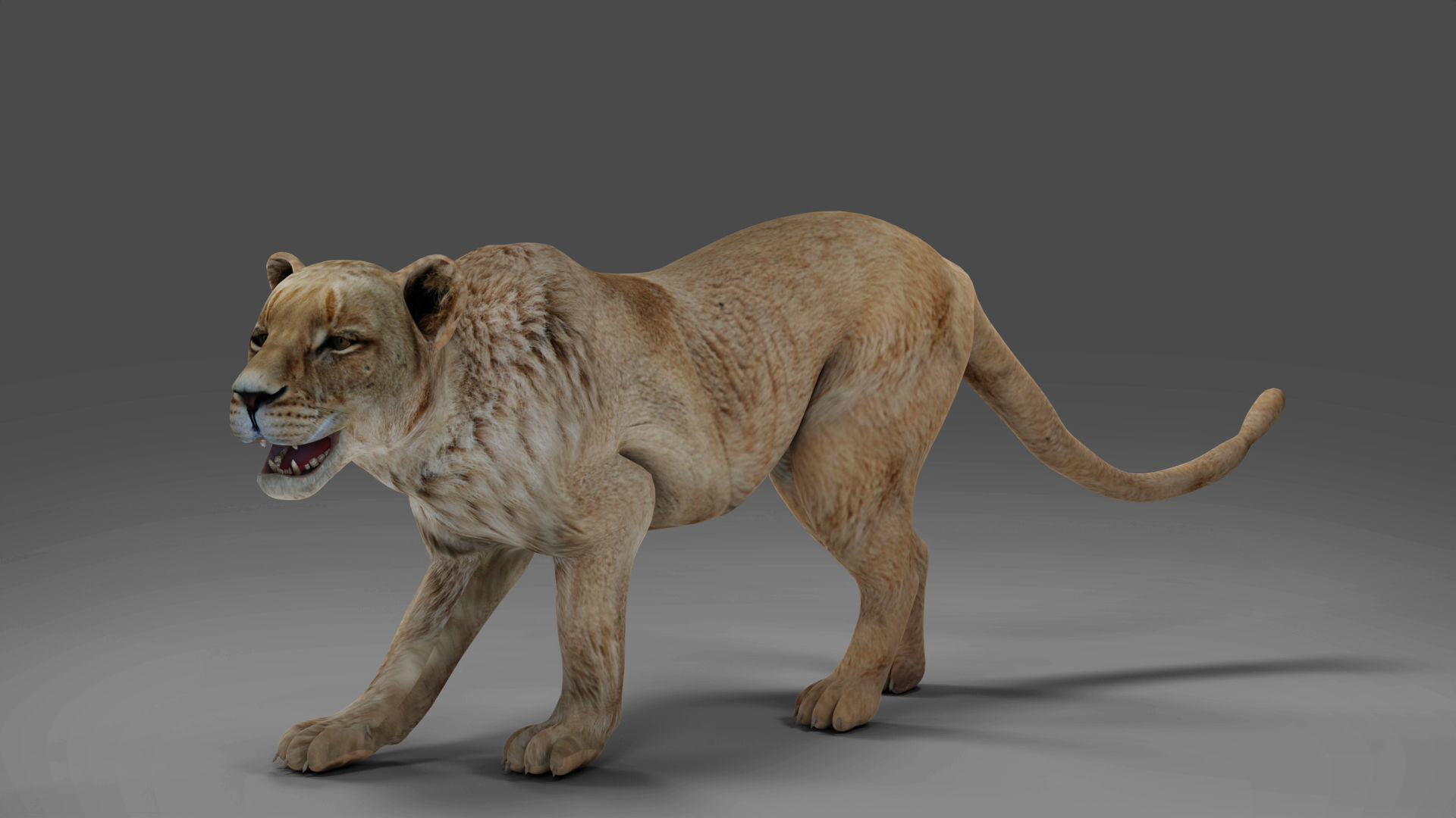 Lioness Rigged and Animation in Blender Unity Low-poly 3D model_4