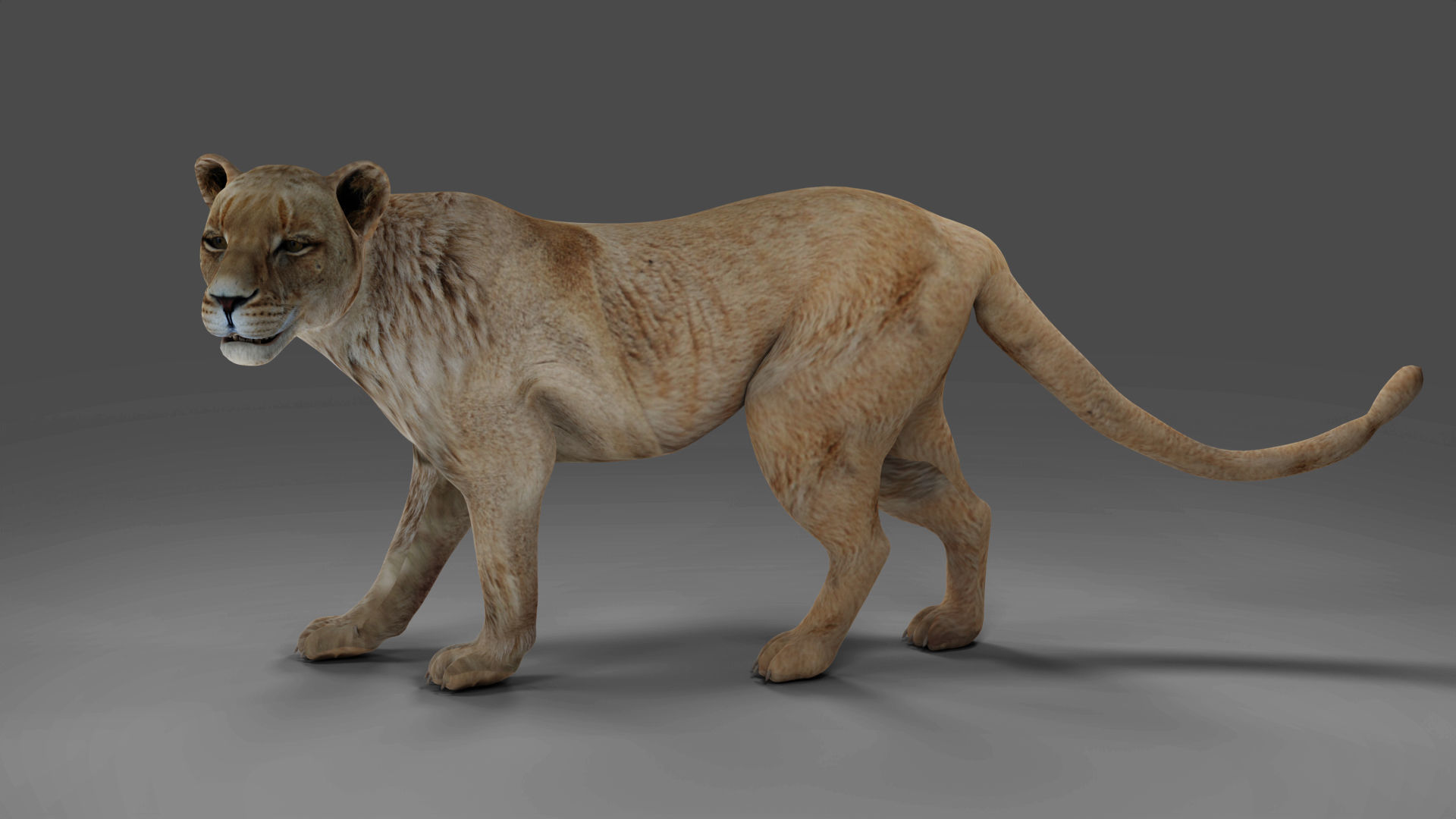 Lioness Rigged and Animation in Blender Unity Low-poly 3D model_3