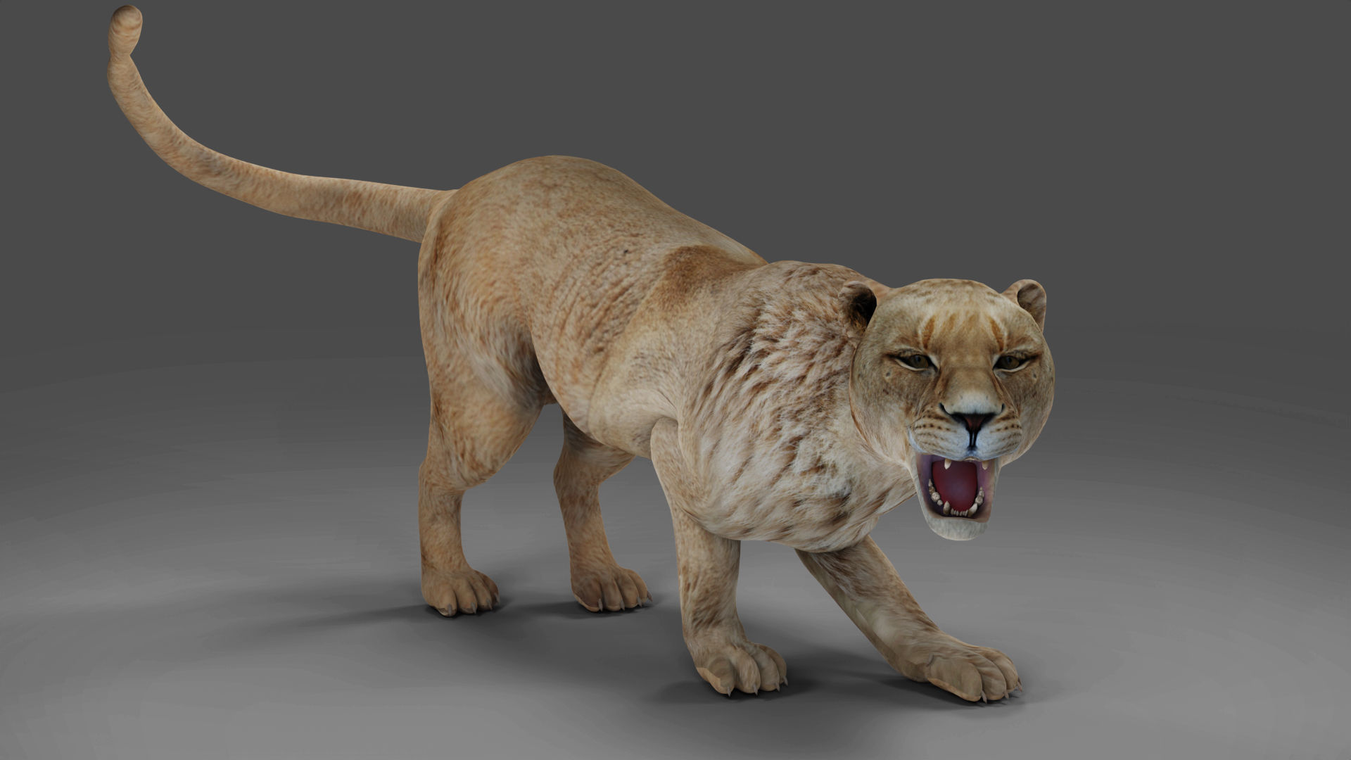 Lioness Rigged and Animation in Blender Unity Low-poly 3D model_6