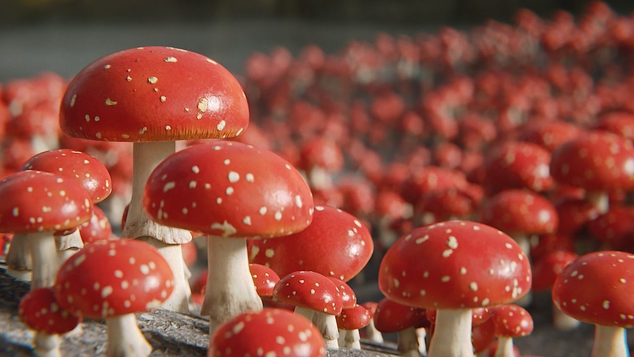 Mushrooms Fly Agaric or Amanita muscaria 3D model_2