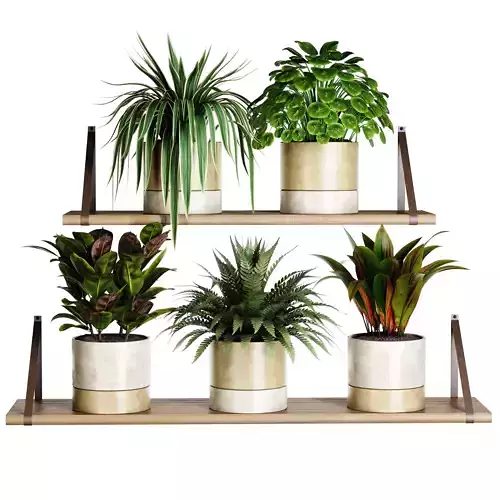 Indoor shelf plants set40