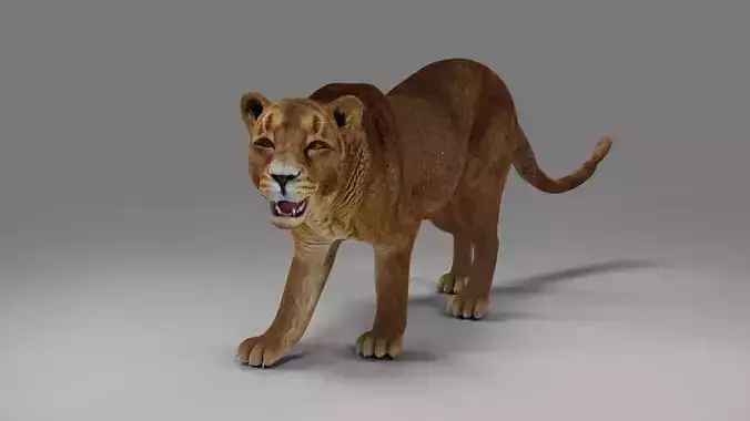 Lioness Rigged and Animation V02 in Blender Unity  Low-poly 3D model